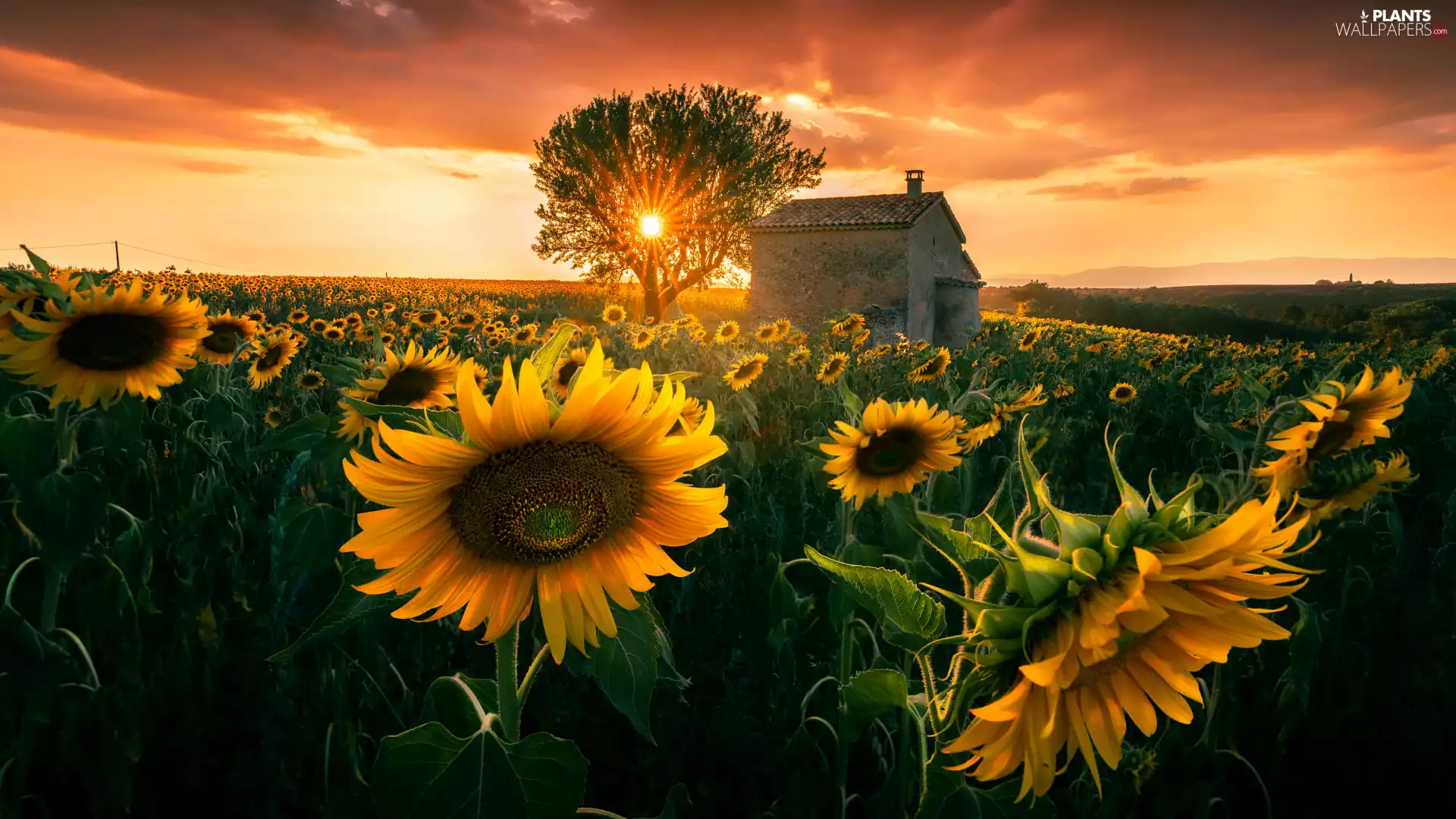 Nice sunflowers, trees, house, Field