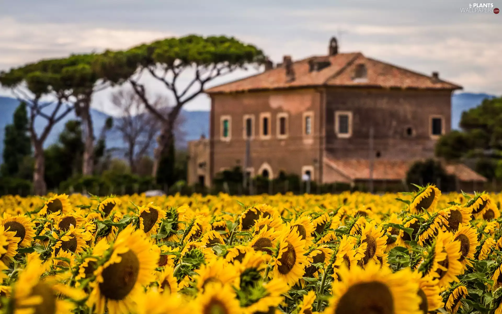 Nice sunflowers, trees, viewes, house