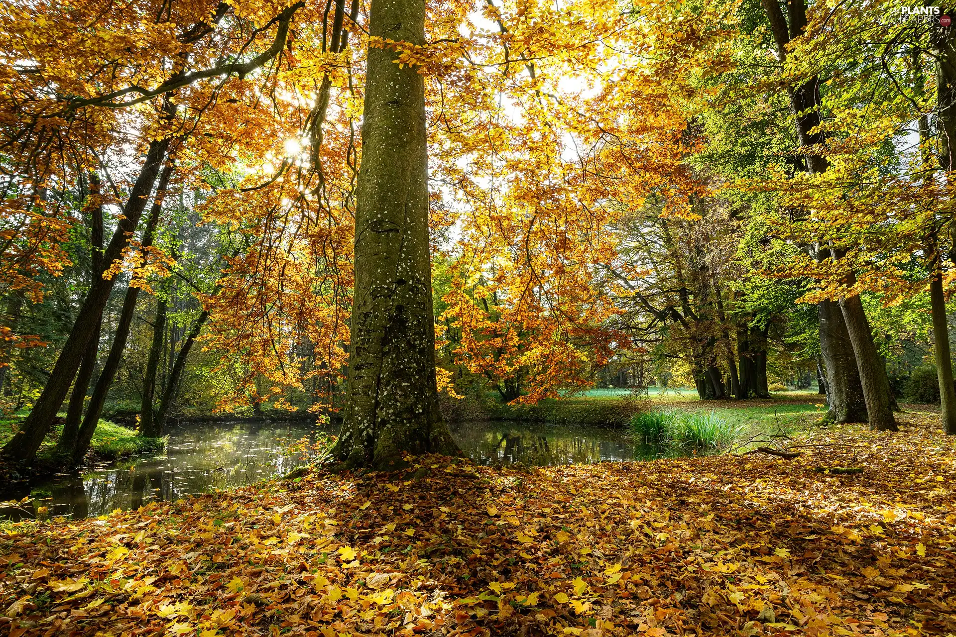 luminosity, Park, ligh, viewes, sun, autumn, sunny, Pond - car, trees, flash