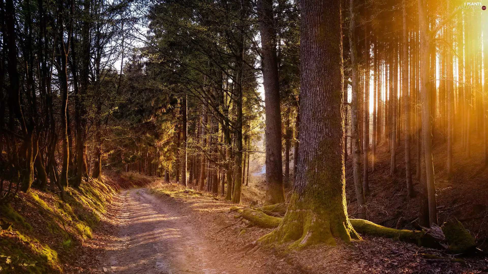 sunny, forest, sun, viewes, flash, Way, ligh, Path, trees, luminosity