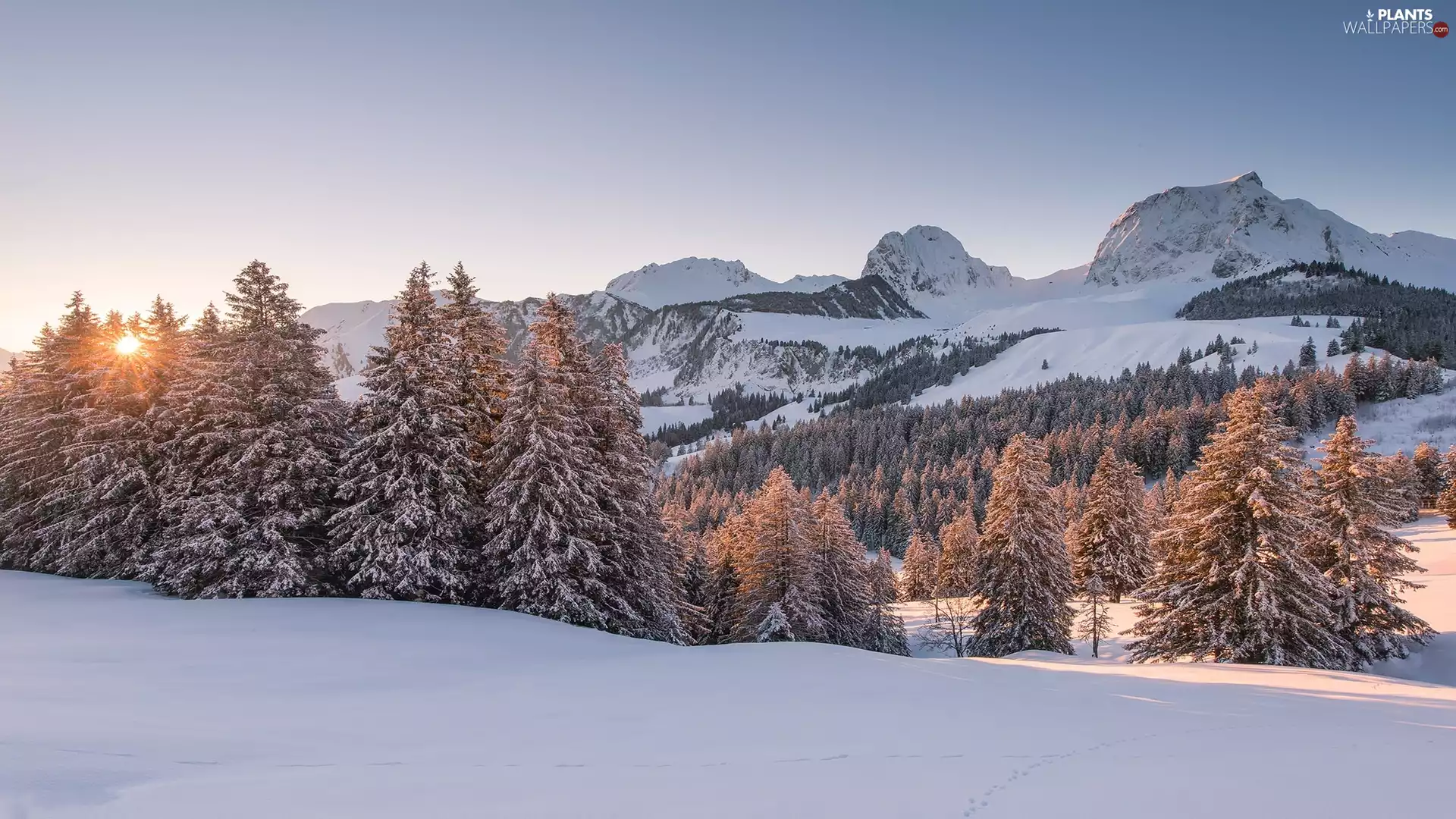 winter, Canton of Bern, Gantrisch Peak, trees, Sunrise, Switzerland, Mountains Bernese Alps, viewes, forest, Mountains