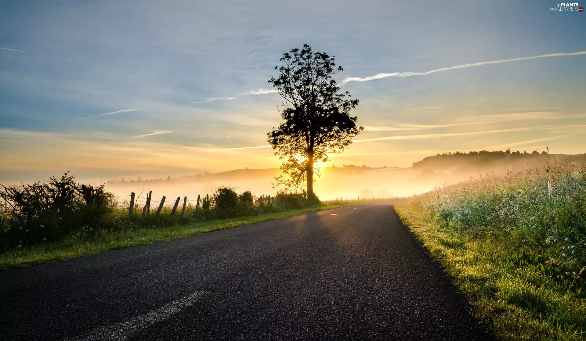 trees, Sunrise, asphalt, Fog, Way