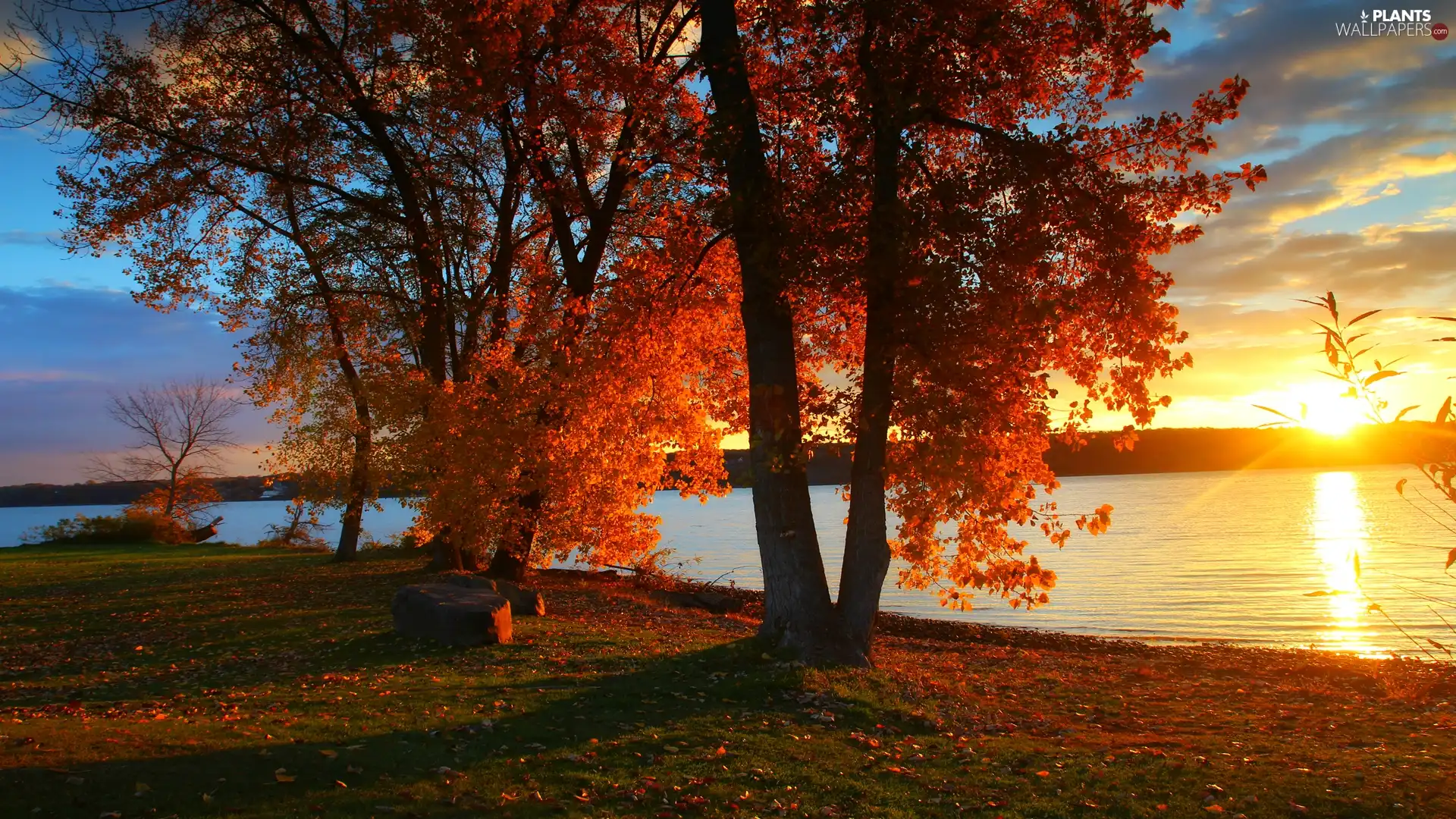 viewes, Sunrise, autumn, trees, River