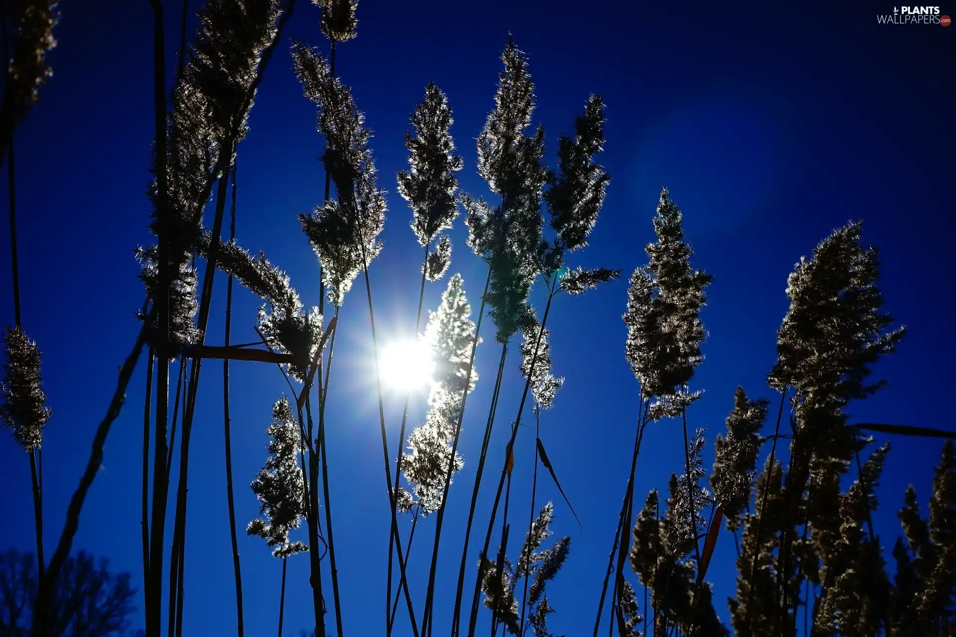 Cane, Sky, Sunrise, Close