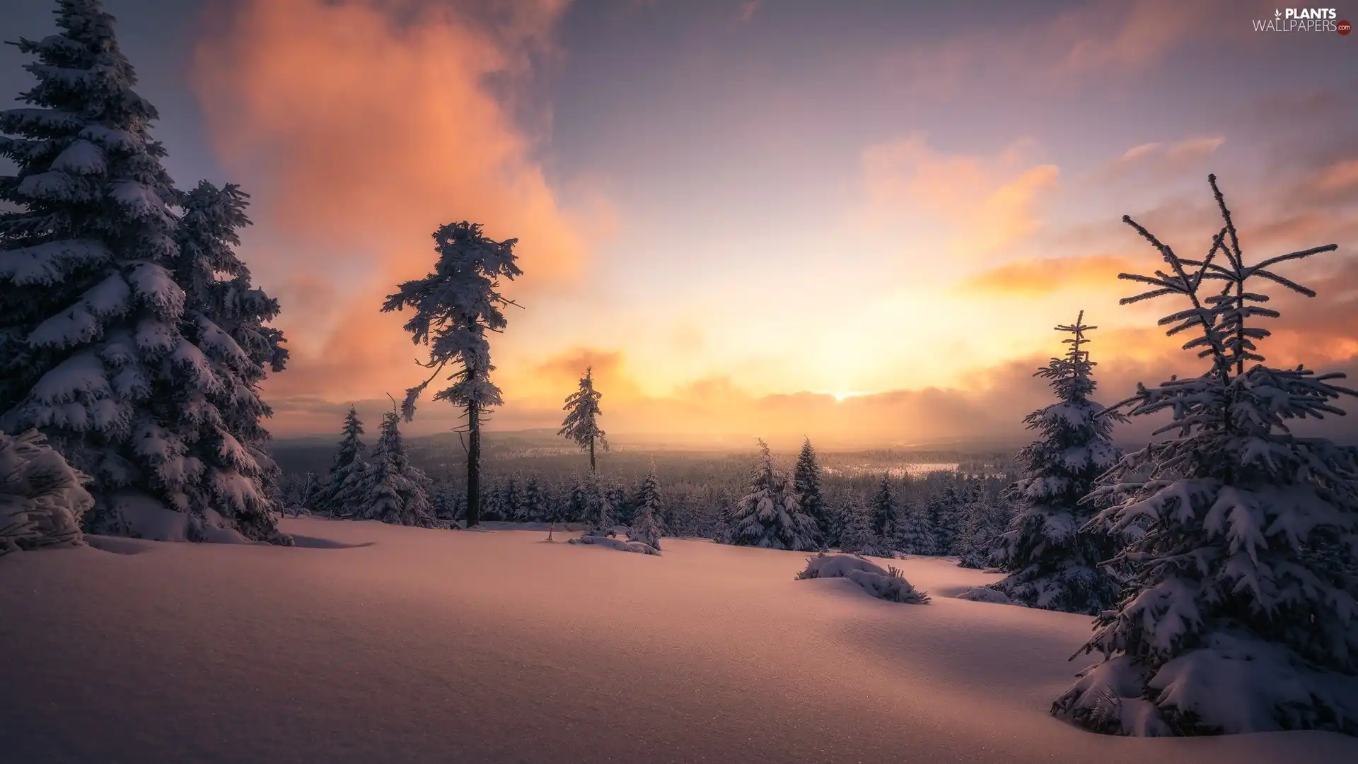 Snowy, trees, clouds, viewes, Fog, forest, winter, Sunrise