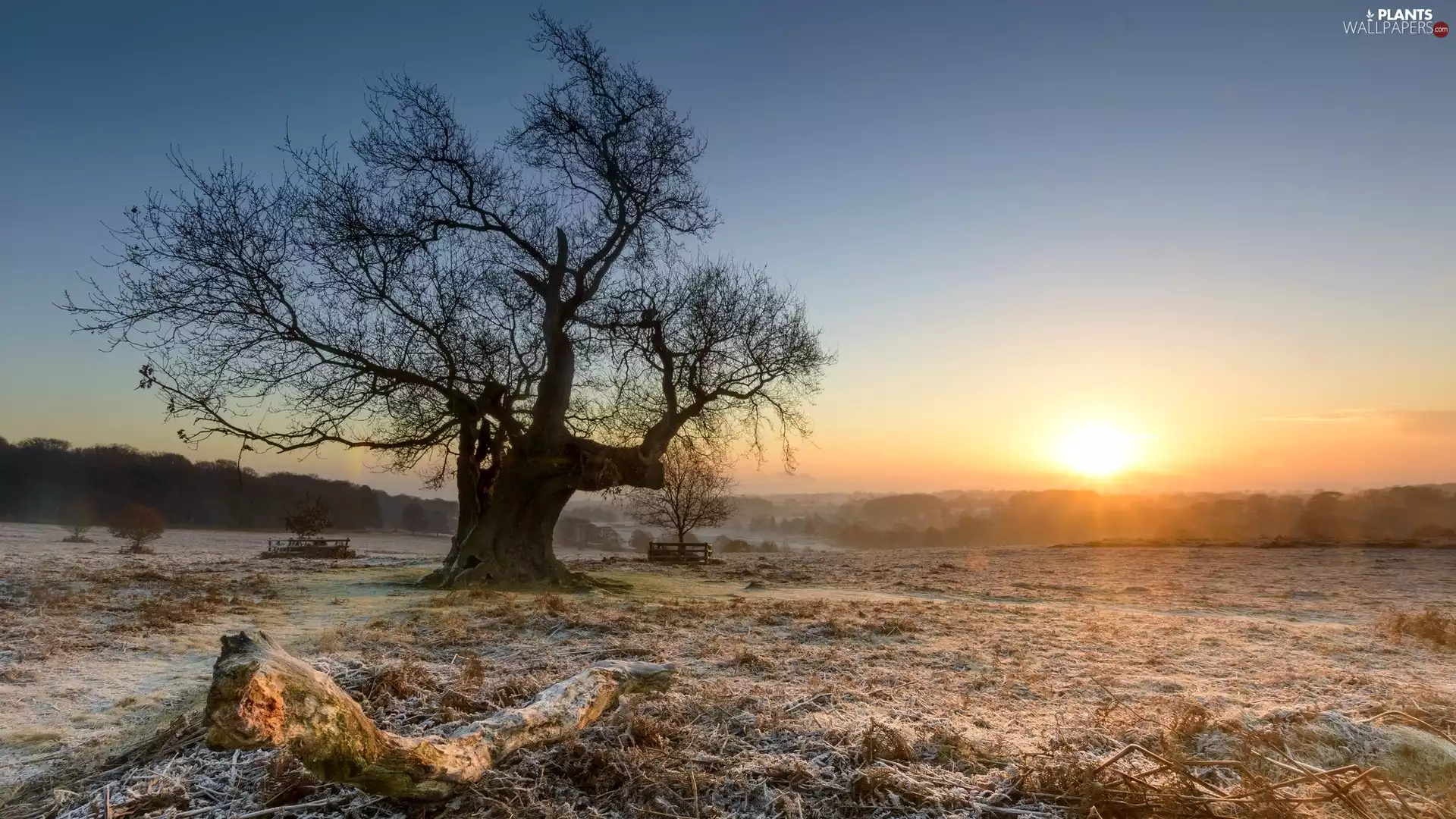 Fog, Sunrise, dry, grass, trees