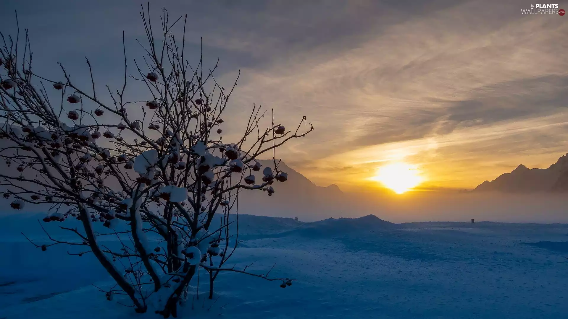 Sunrise, Mountains, Canton Graubunden, Bush, winter, Engadin Valley, Switzerland