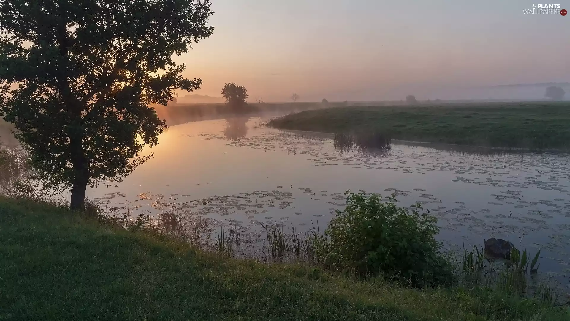 viewes, Sunrise, Field, trees, River