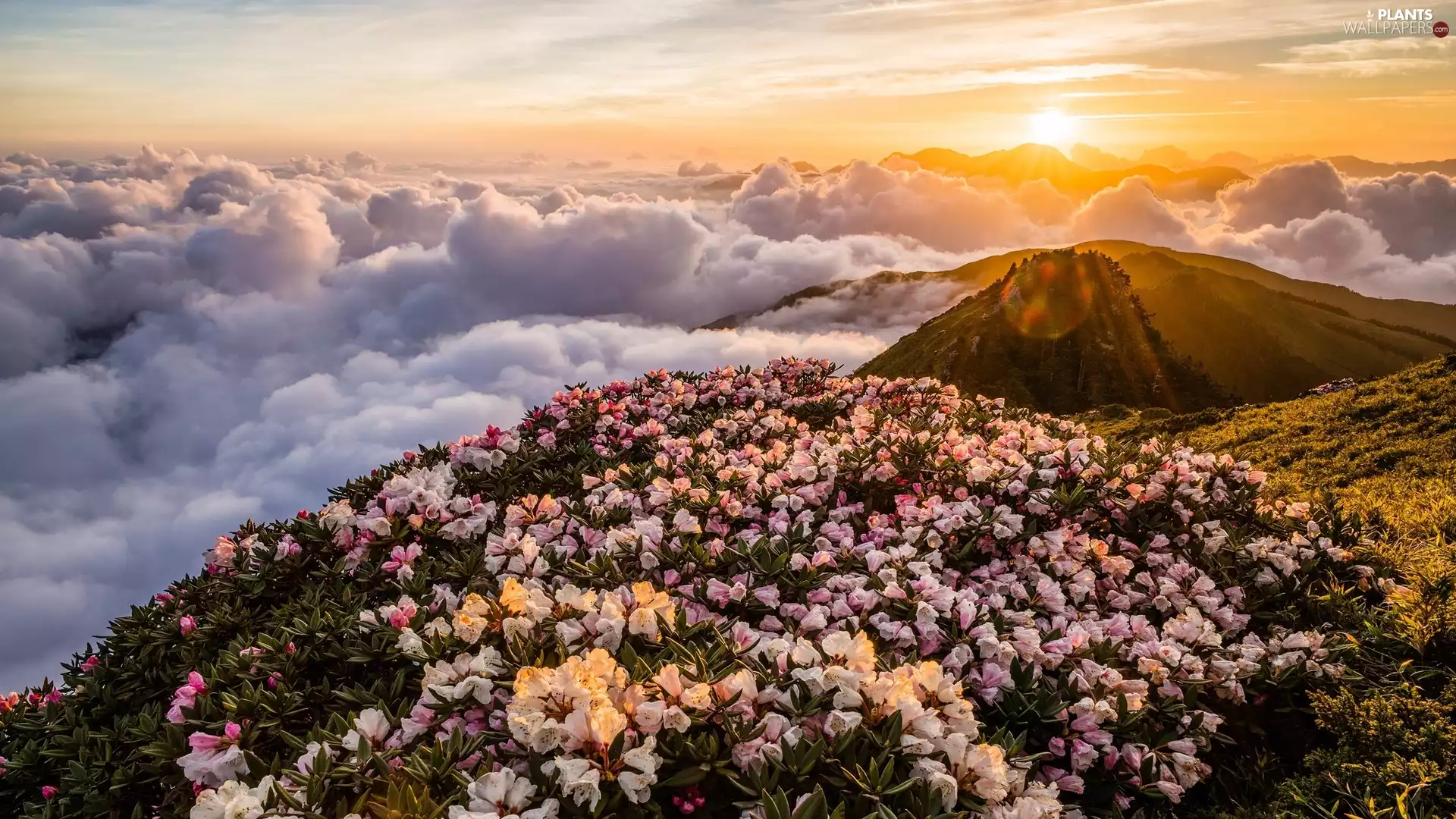clouds, Sunrise, Flowers, rhododendron, Mountains
