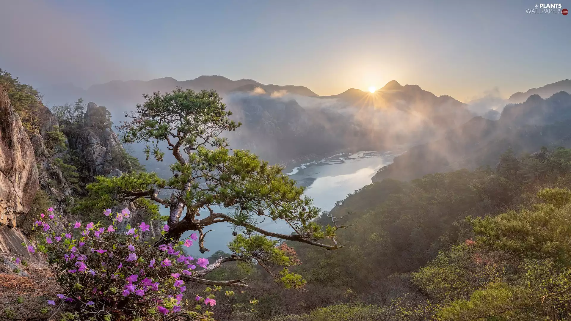 Fog, River, Flowers, Sunrise, Mountains, pine, Fog
