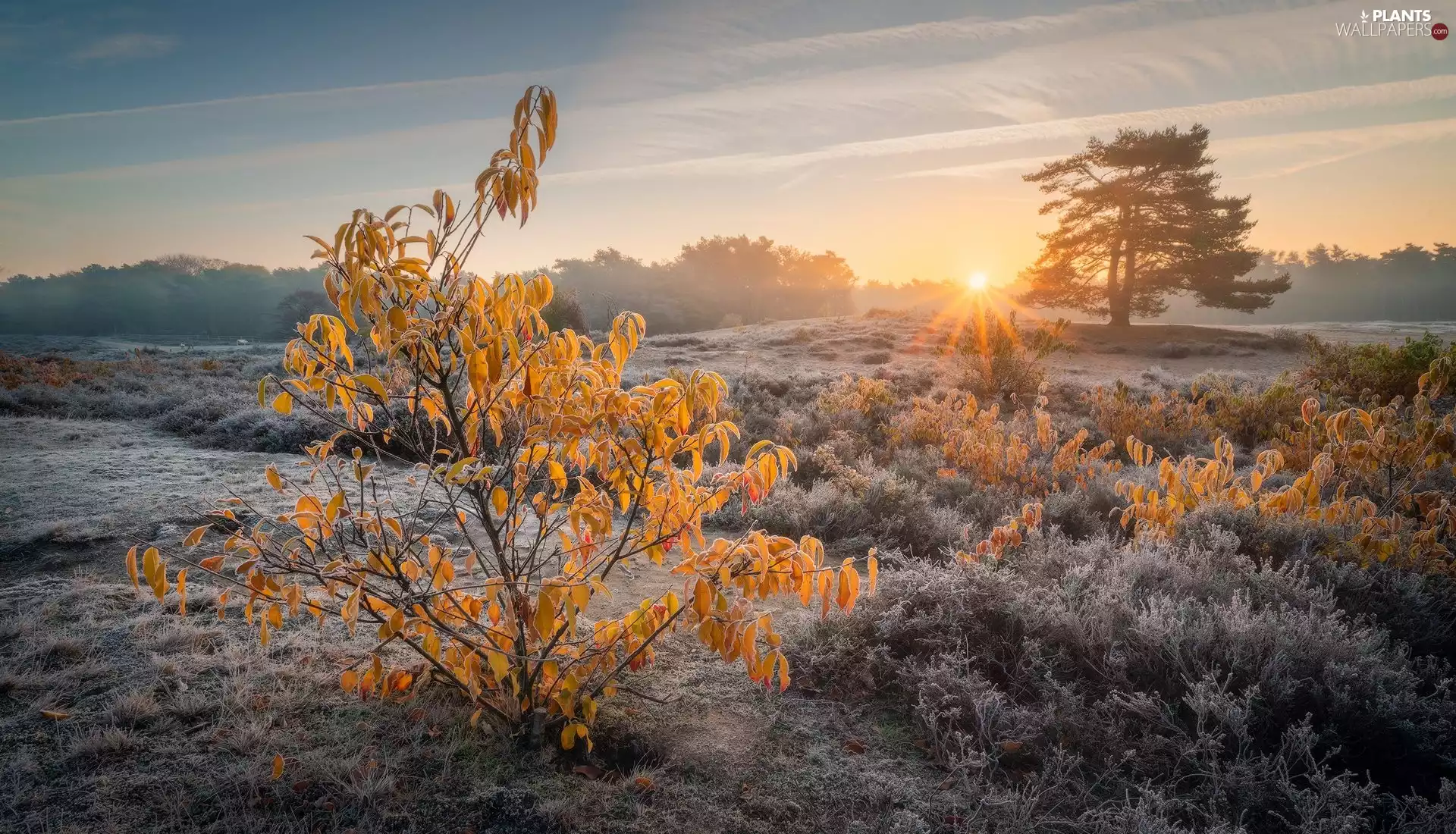 viewes, Bush, Fog, Sunrise, White frost, trees