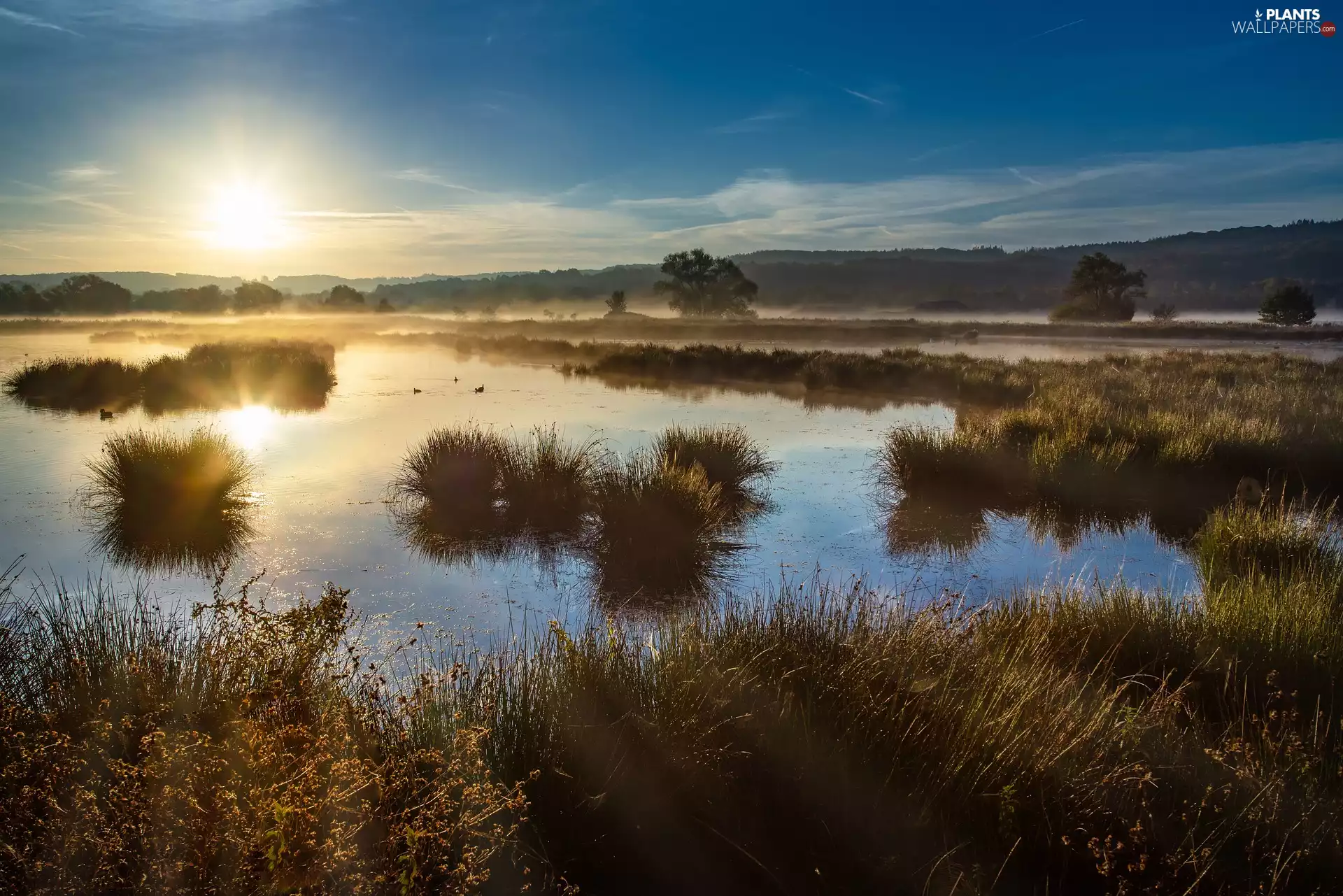 ducks, Sunrise, Fog, grass, lake