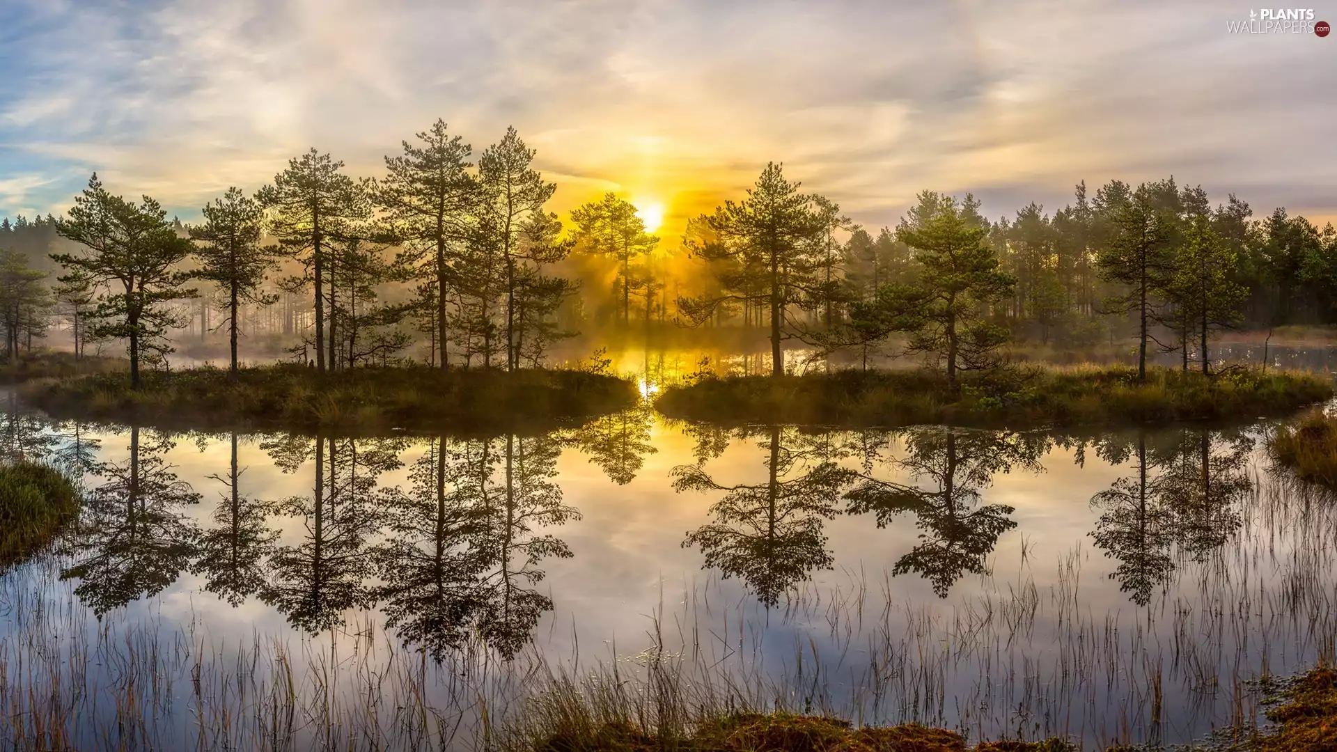 viewes, reflection, Fog, grass, morning, trees, lake, Sunrise
