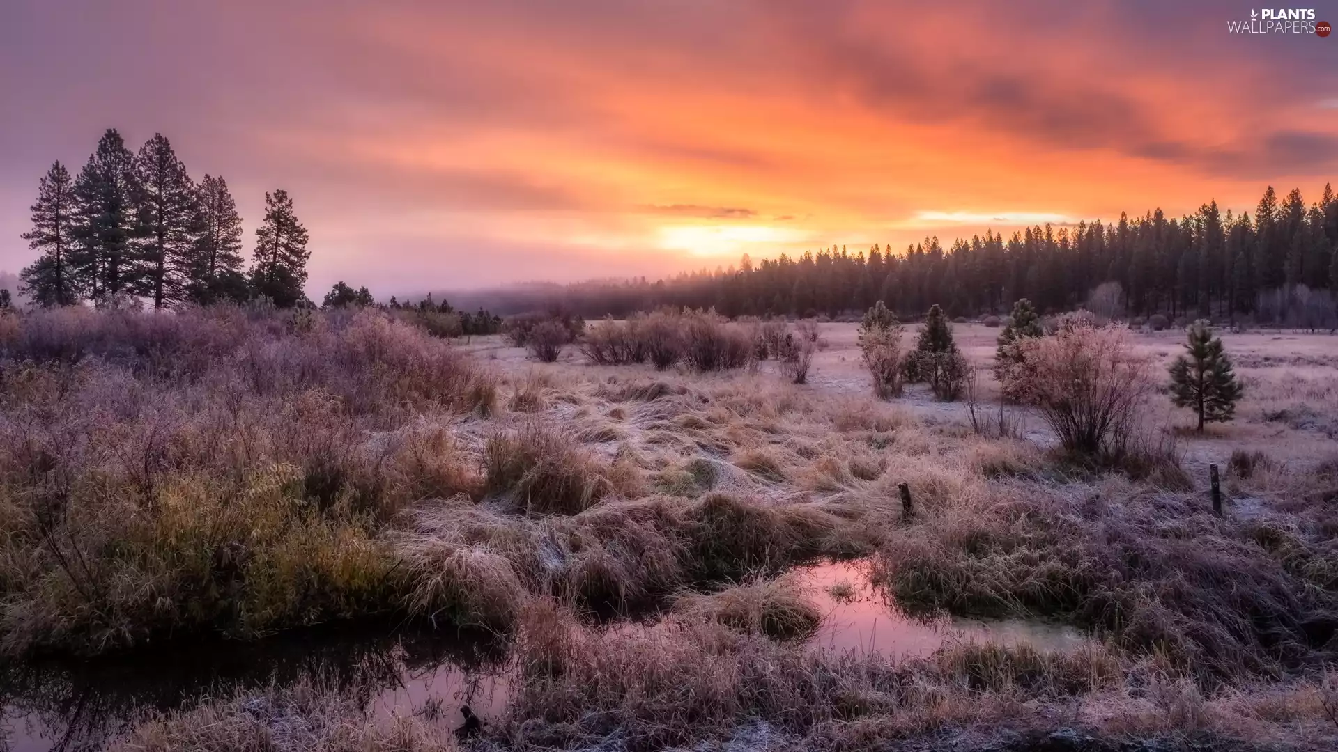 Bush, trees, Fog, viewes, forest, White frost, Sunrise