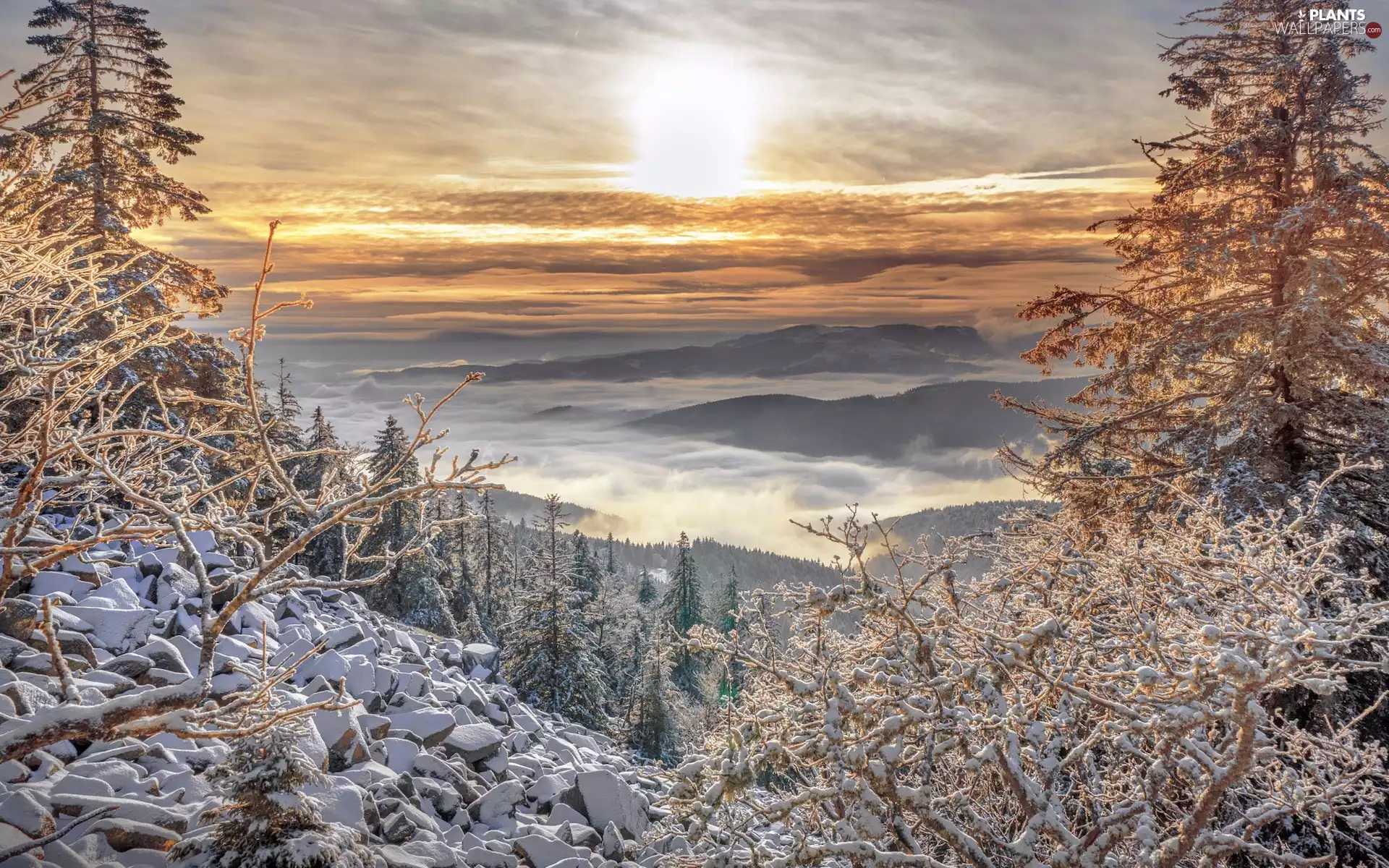 trees, viewes, Fog, Mountains, VEGETATION, Snowy, winter, Sunrise