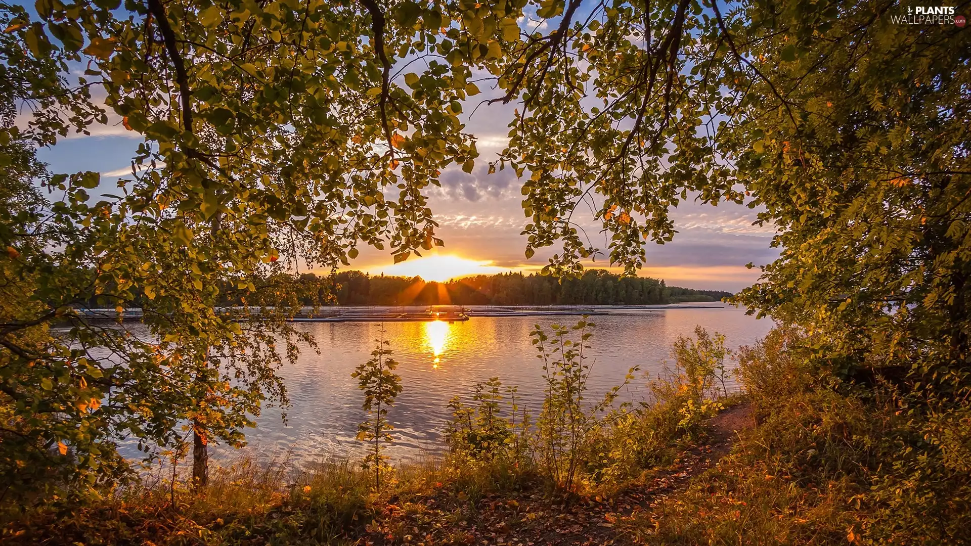 trees, River, forest, Sunrise, viewes, branch pics