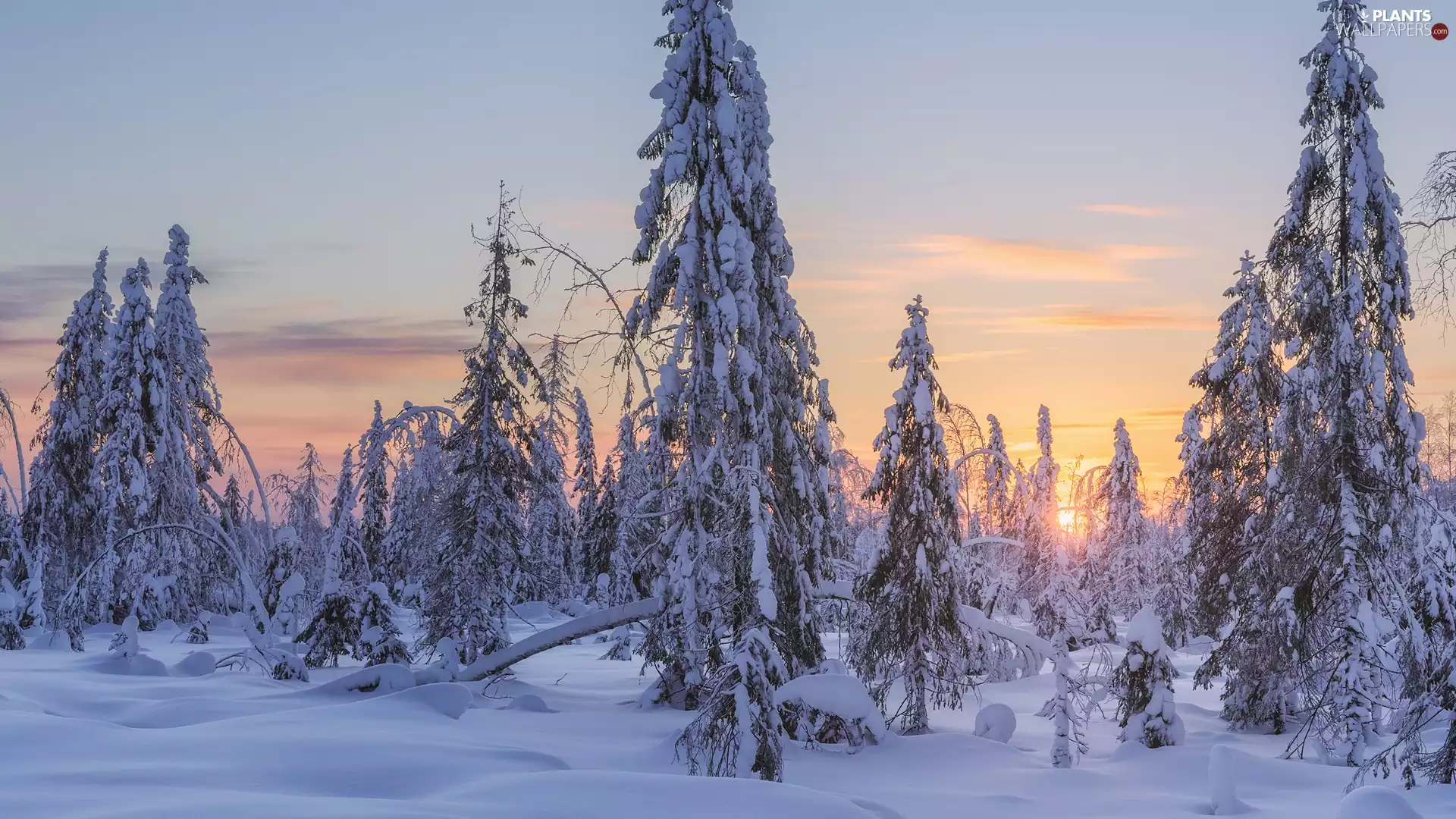 trees, winter, snow, Sunrise, viewes, forest