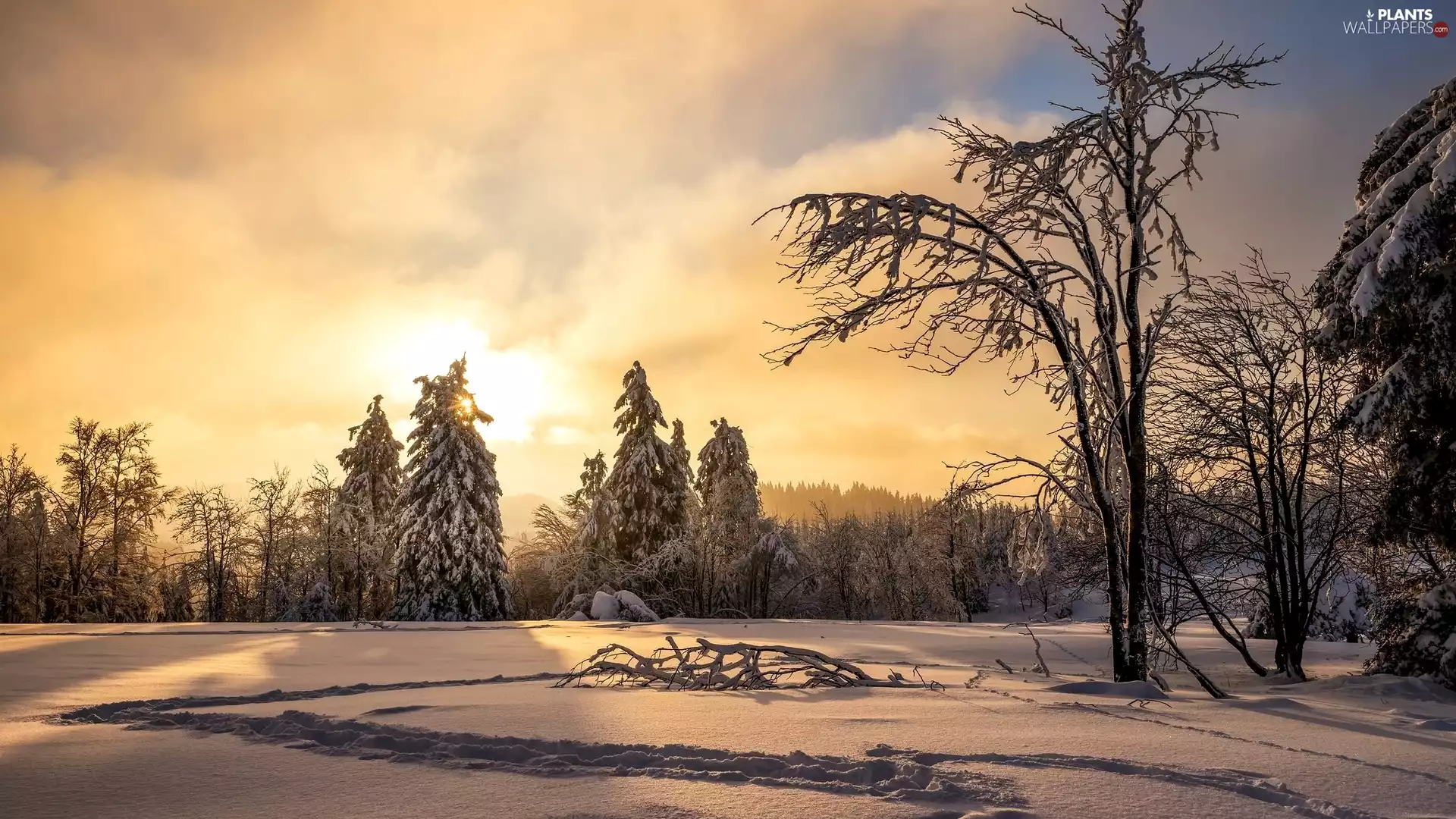 viewes, Sunrise, forest, trees, winter