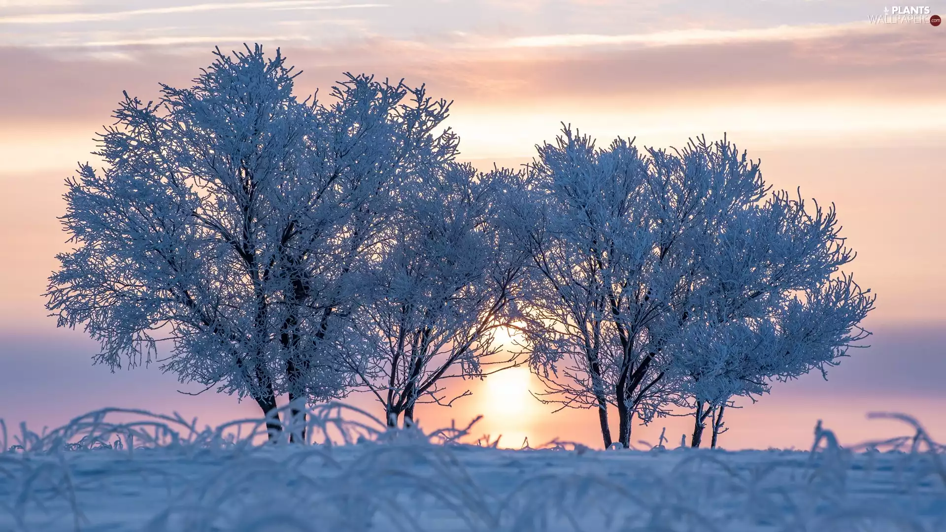 viewes, Sunrise, frosty, trees, winter
