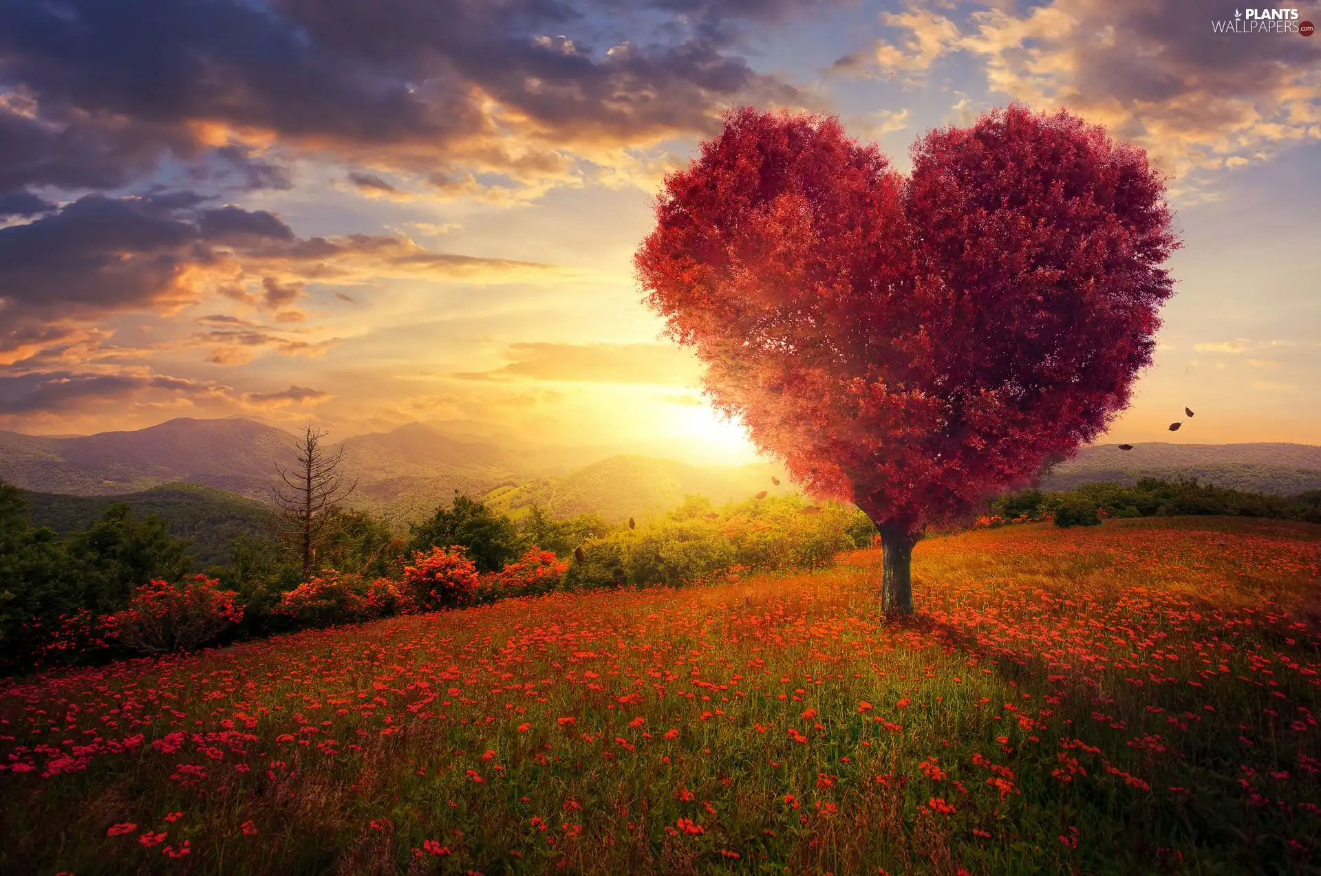 trees, viewes, graphics, Heart, clouds, Mountains, Meadow, Sunrise