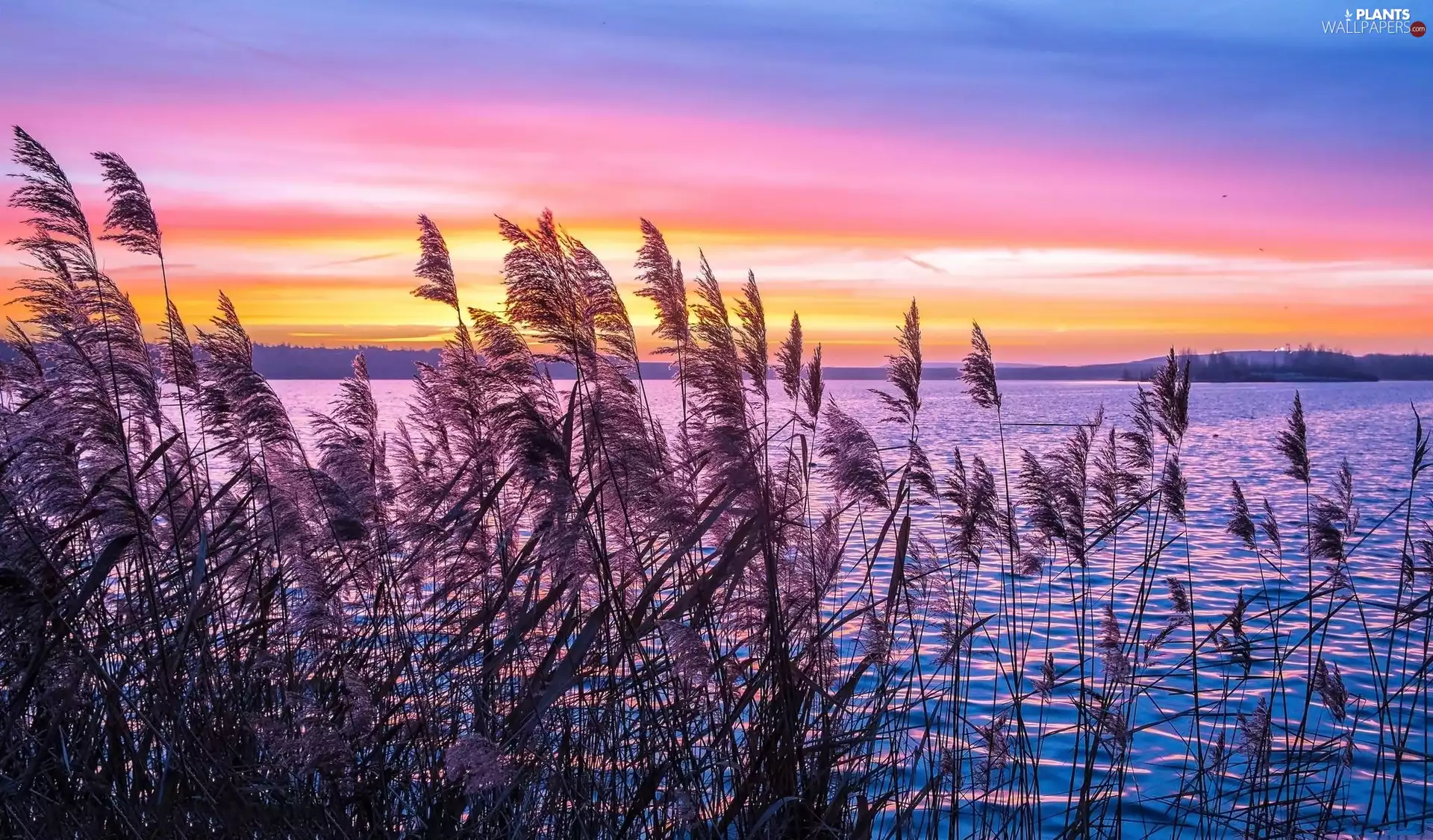Sunrise, lake, grass