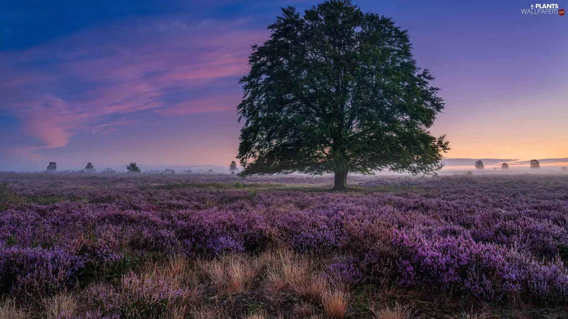 trees, heath, Fog, Sunrise, viewes, heathers