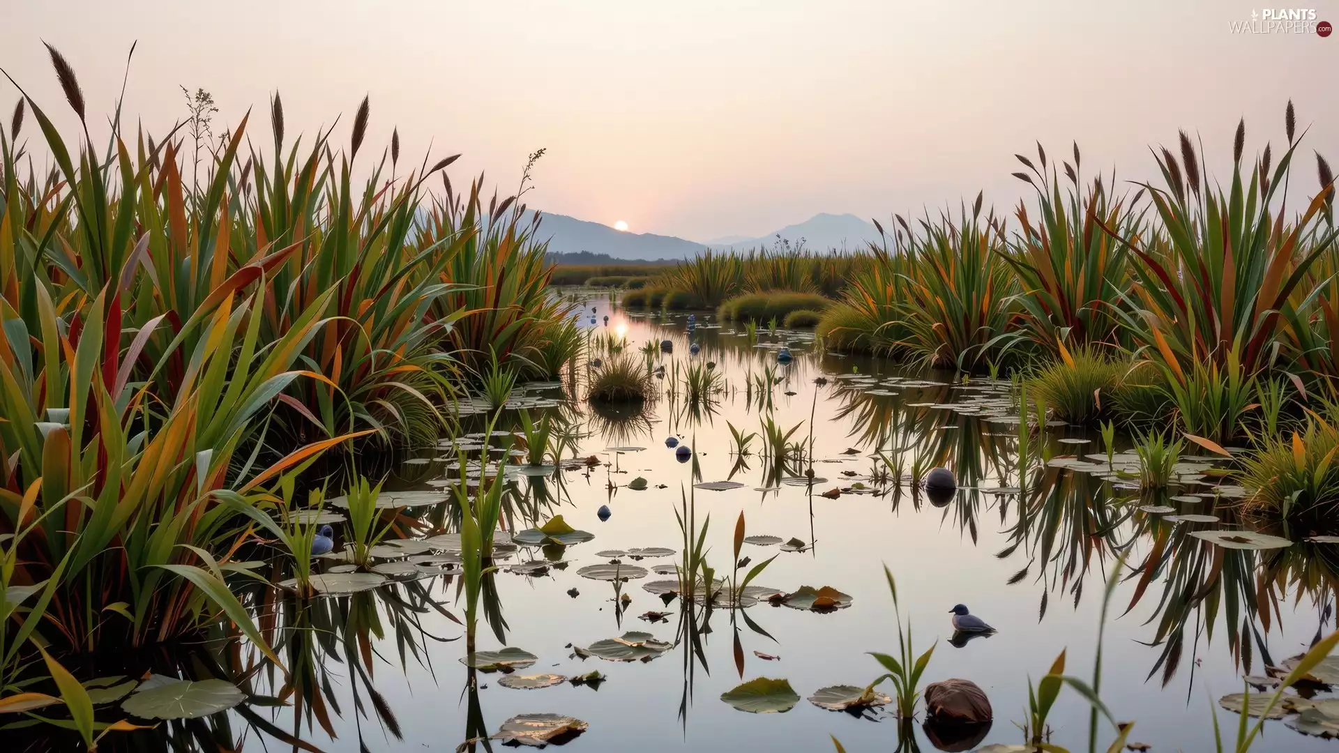 Mountains, Sunrise, high, grass, River