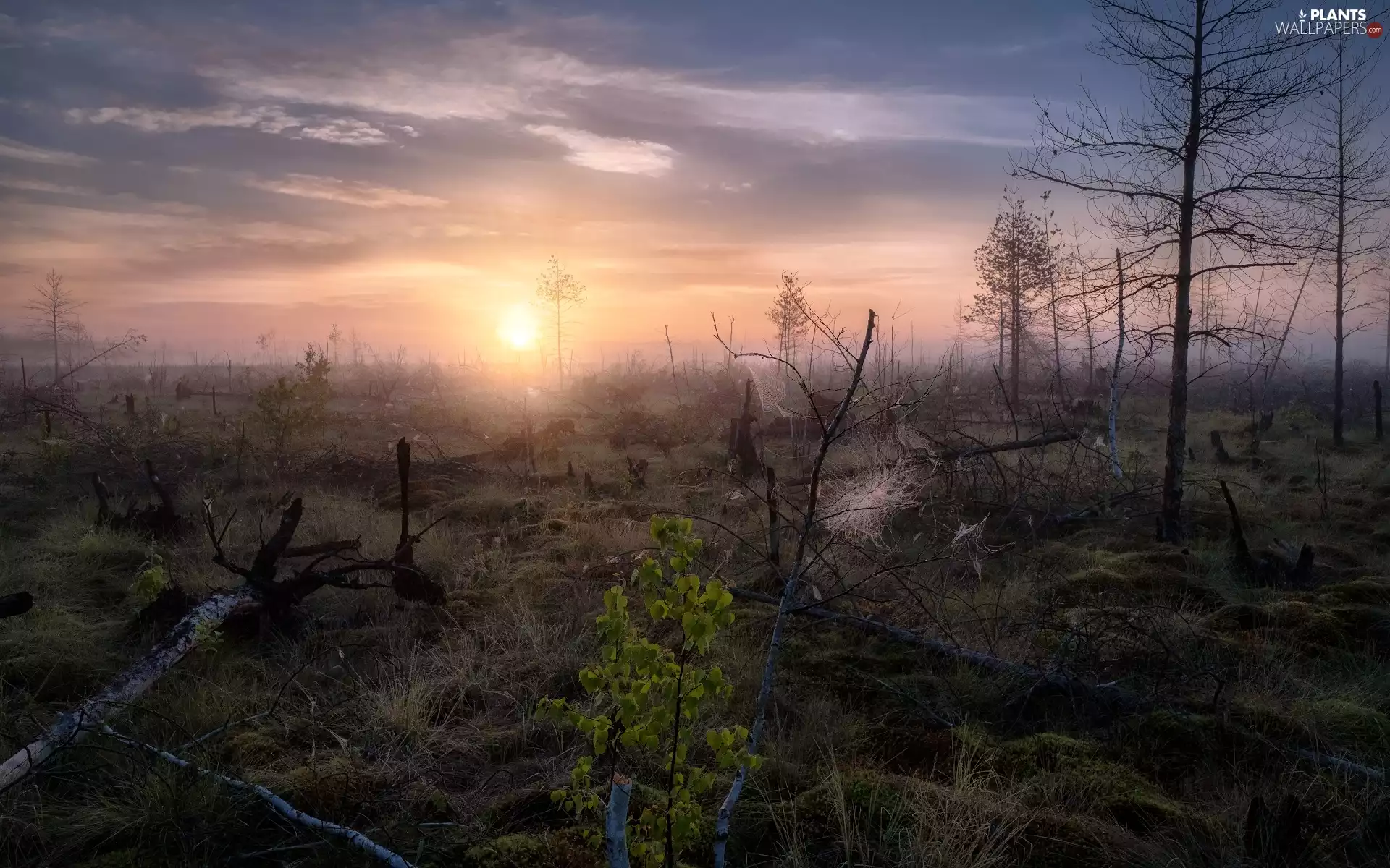 marshland, Perm Krai, viewes, Ural, Russia, trees, Sunrise
