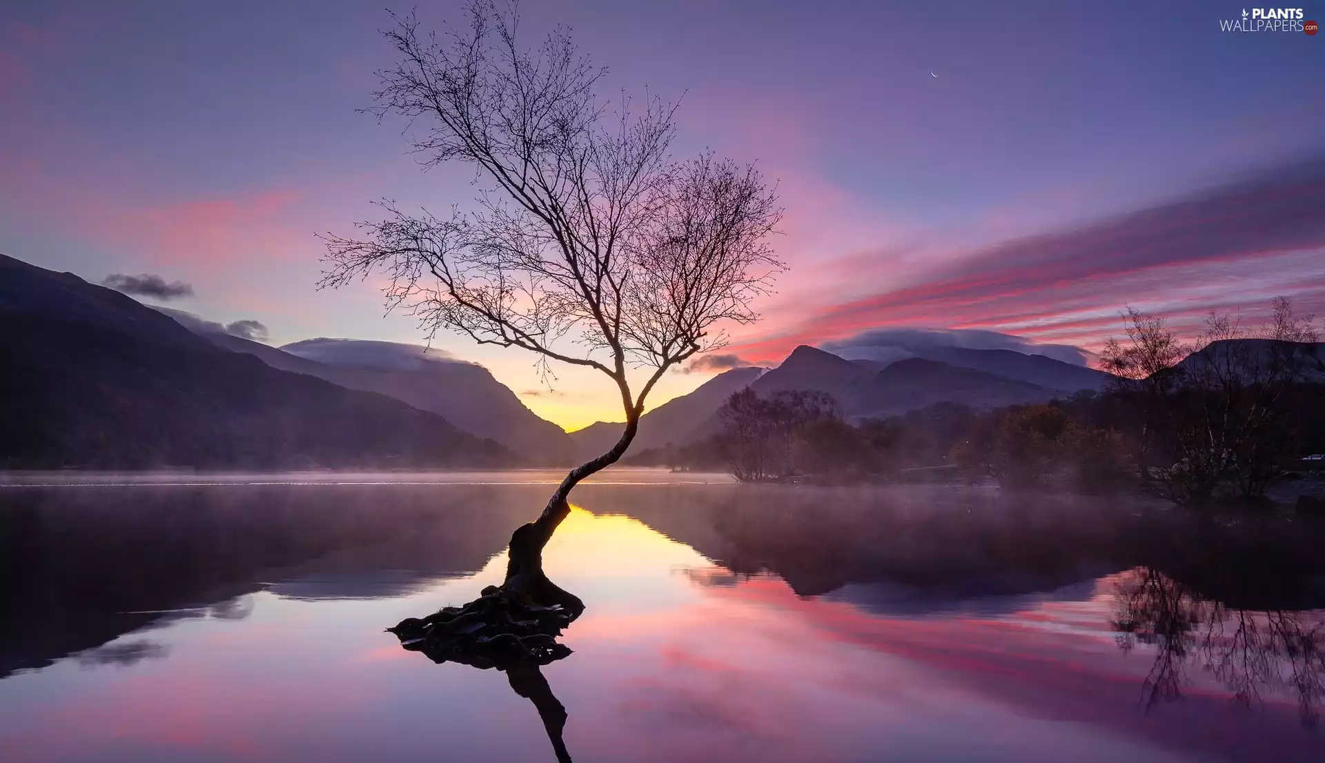 trees, Mountains, Fog, Sunrise, viewes, lake