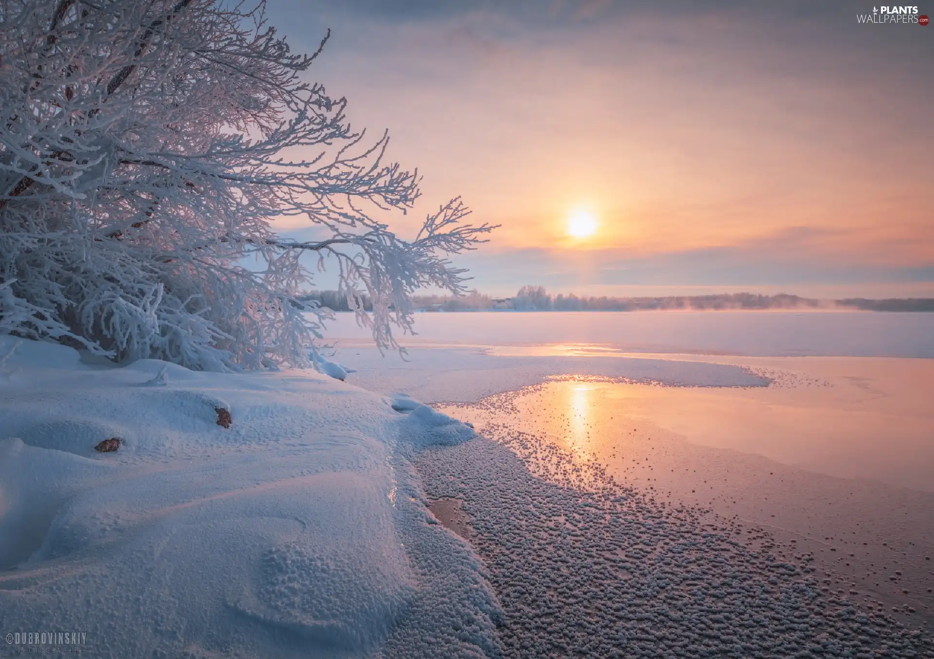 Bush, winter, snow, Sunrise, Icecream, lake