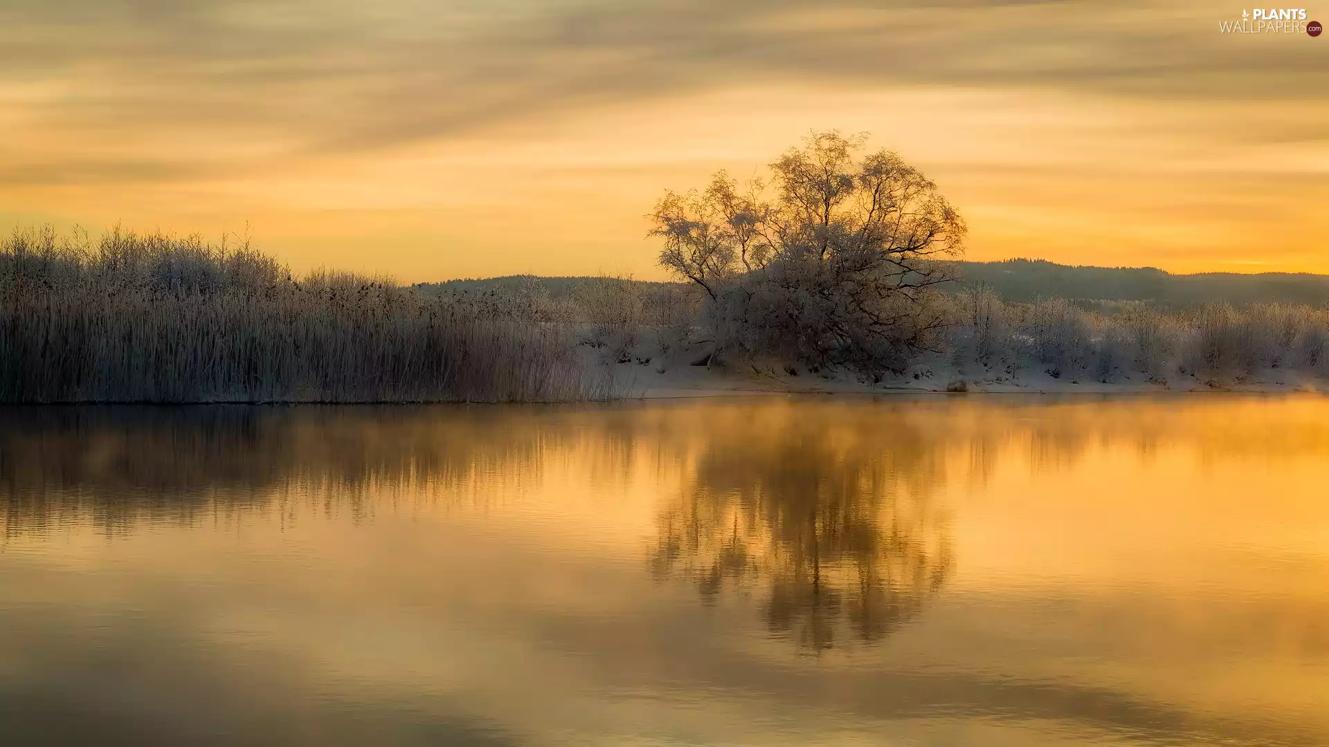trees, winter, lake, Sunrise, reflection, White frost