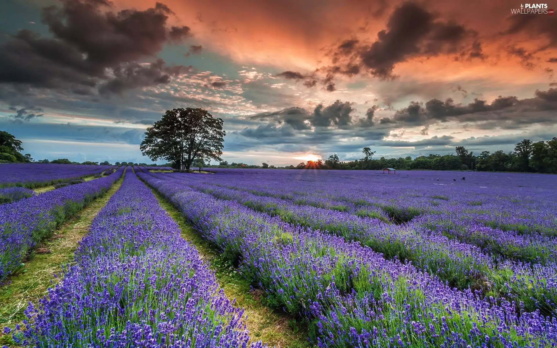 trees, Field, clouds, Sunrise, dark, lavender