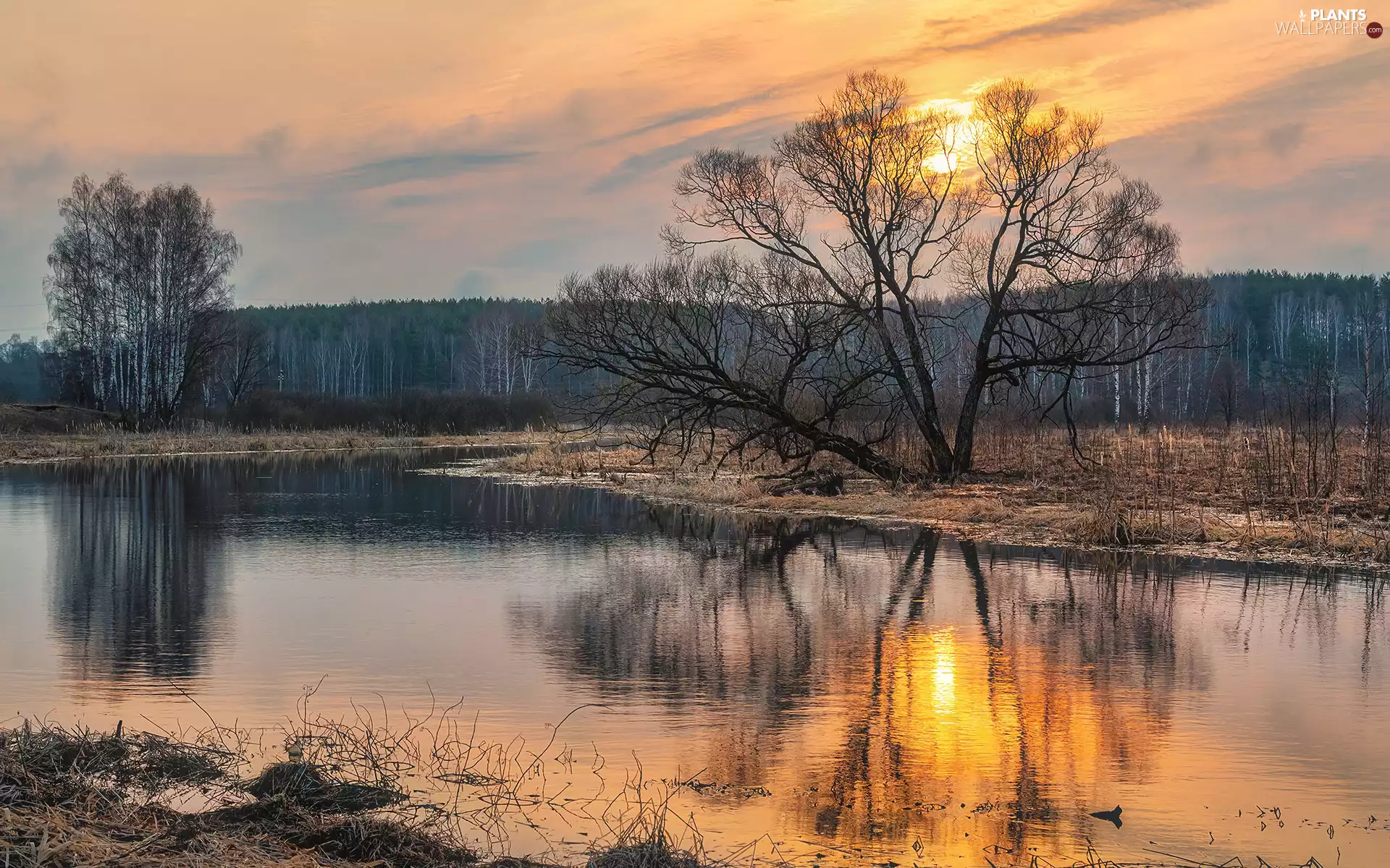 viewes, Sunrise, leafless, trees, River