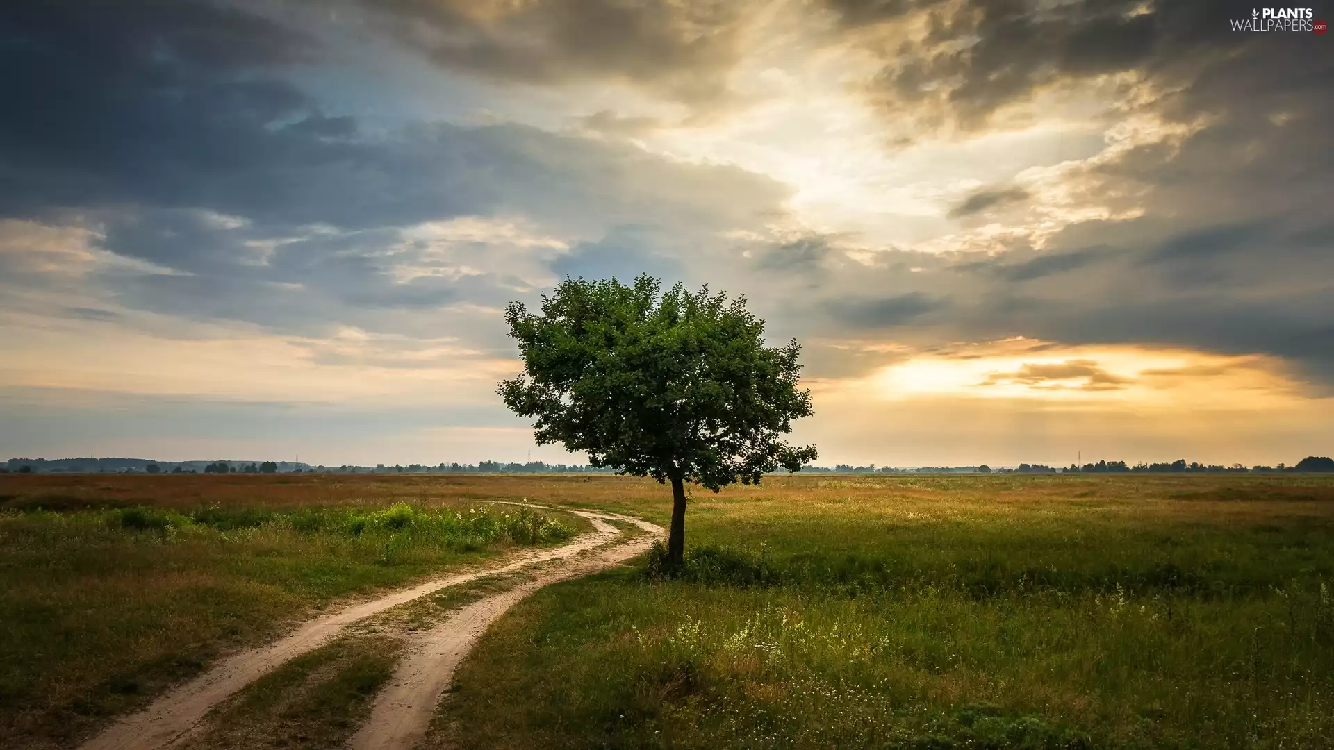 trees, Sunrise, Meadow, Way, Field