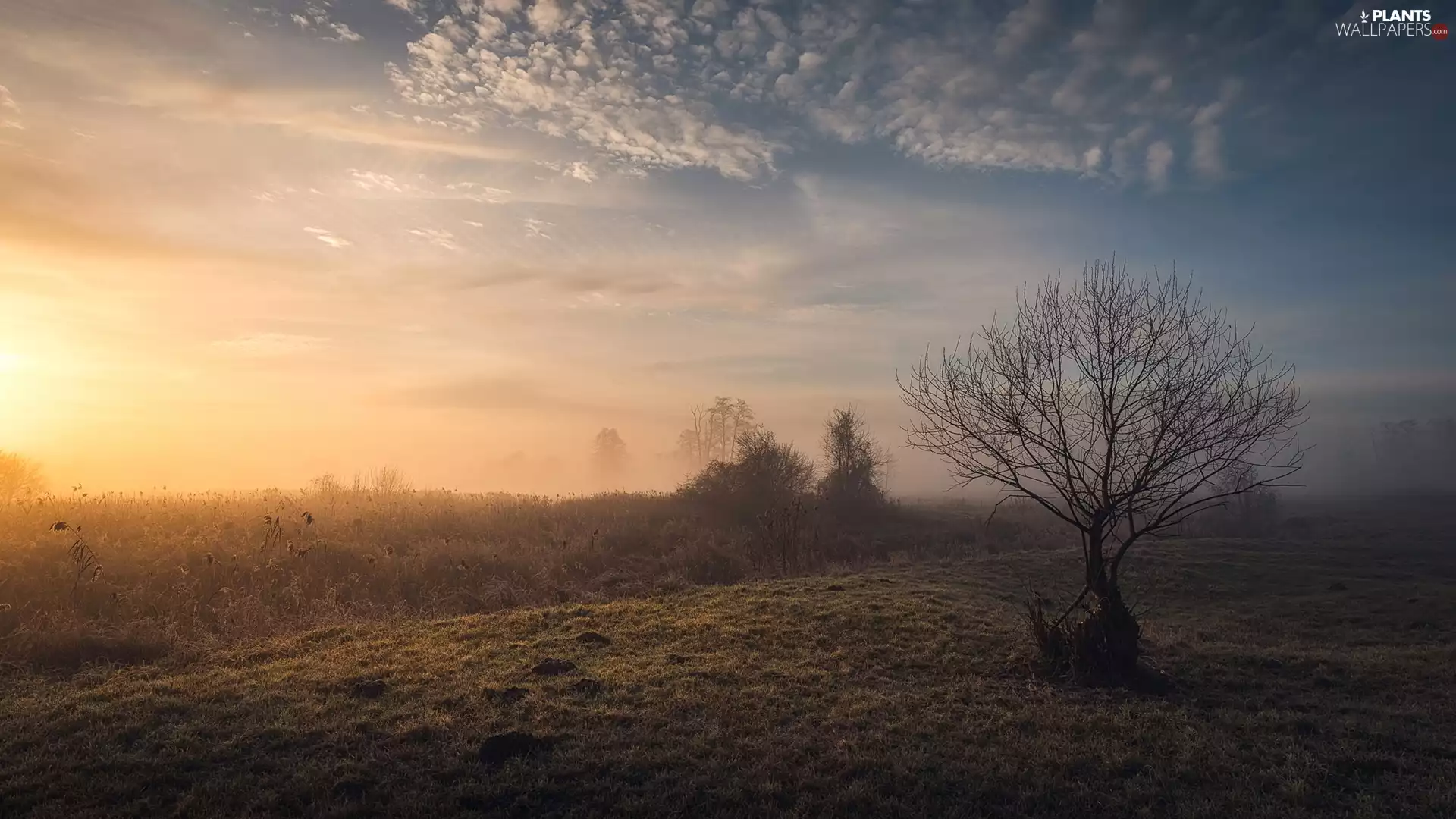 Sky, trees, Fog, Sunrise, clouds, Meadow