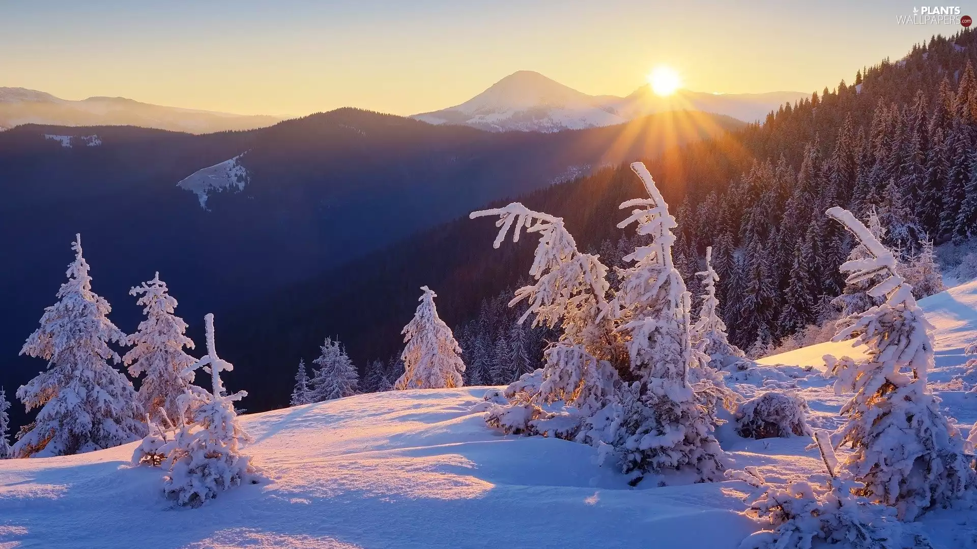 trees, winter, forest, Sunrise, viewes, Mountains