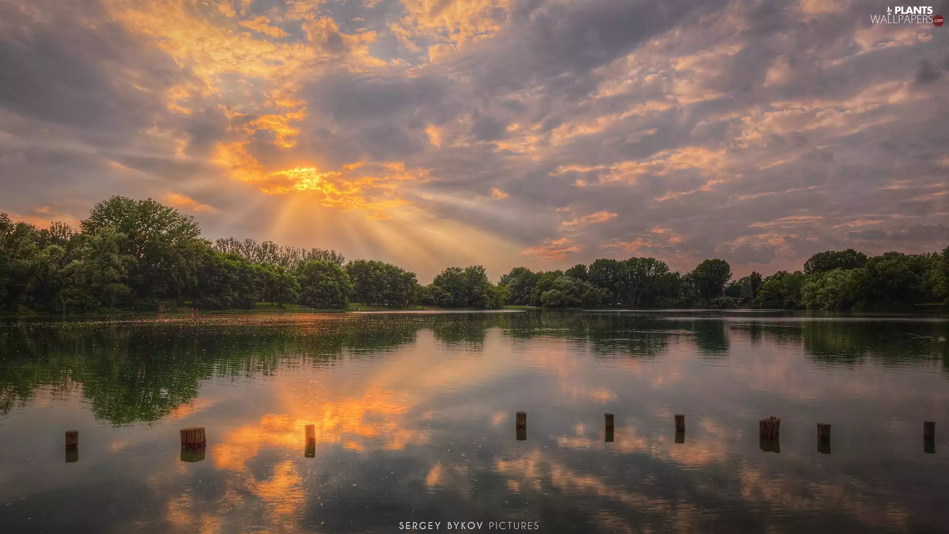 viewes, Sunrise, Pins, trees, lake