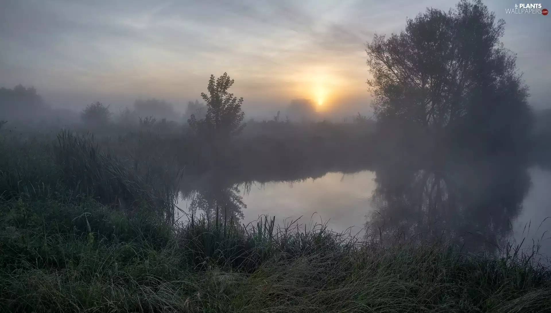 trees, Fog, grass, Sunrise, viewes, River