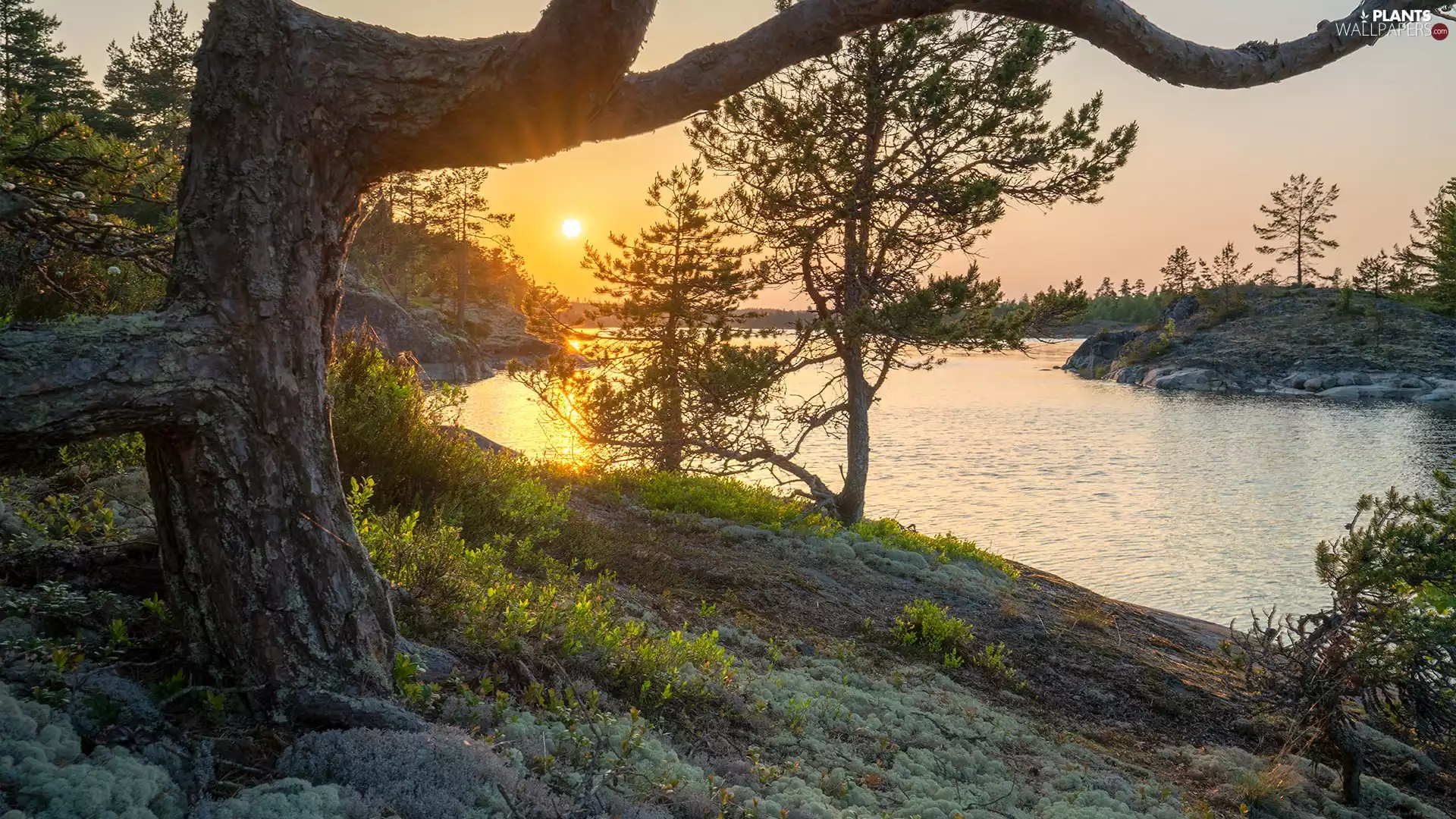 trees, lake, Plants, Sunrise, viewes, rocks