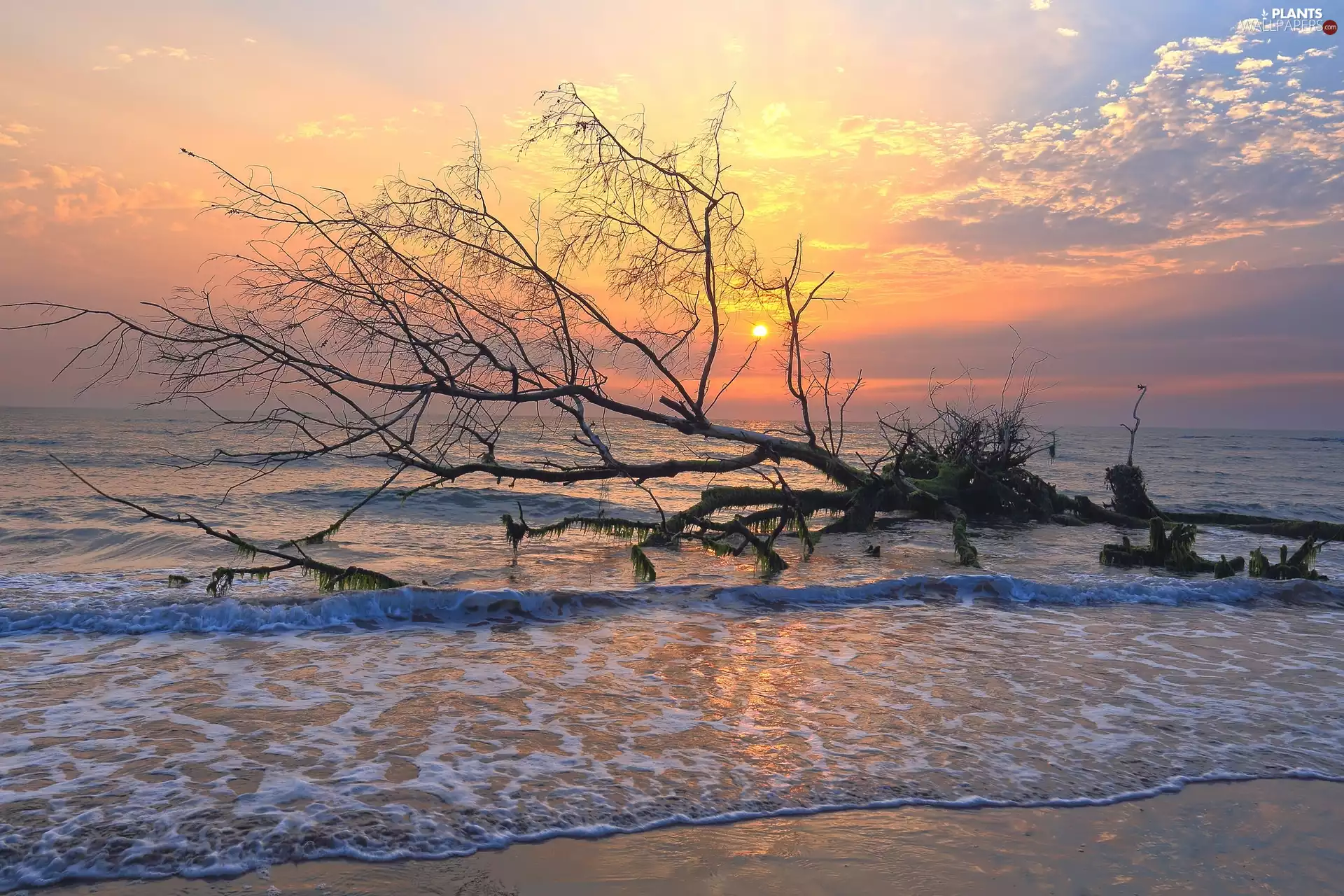 sea, trees, branches, Sunrise