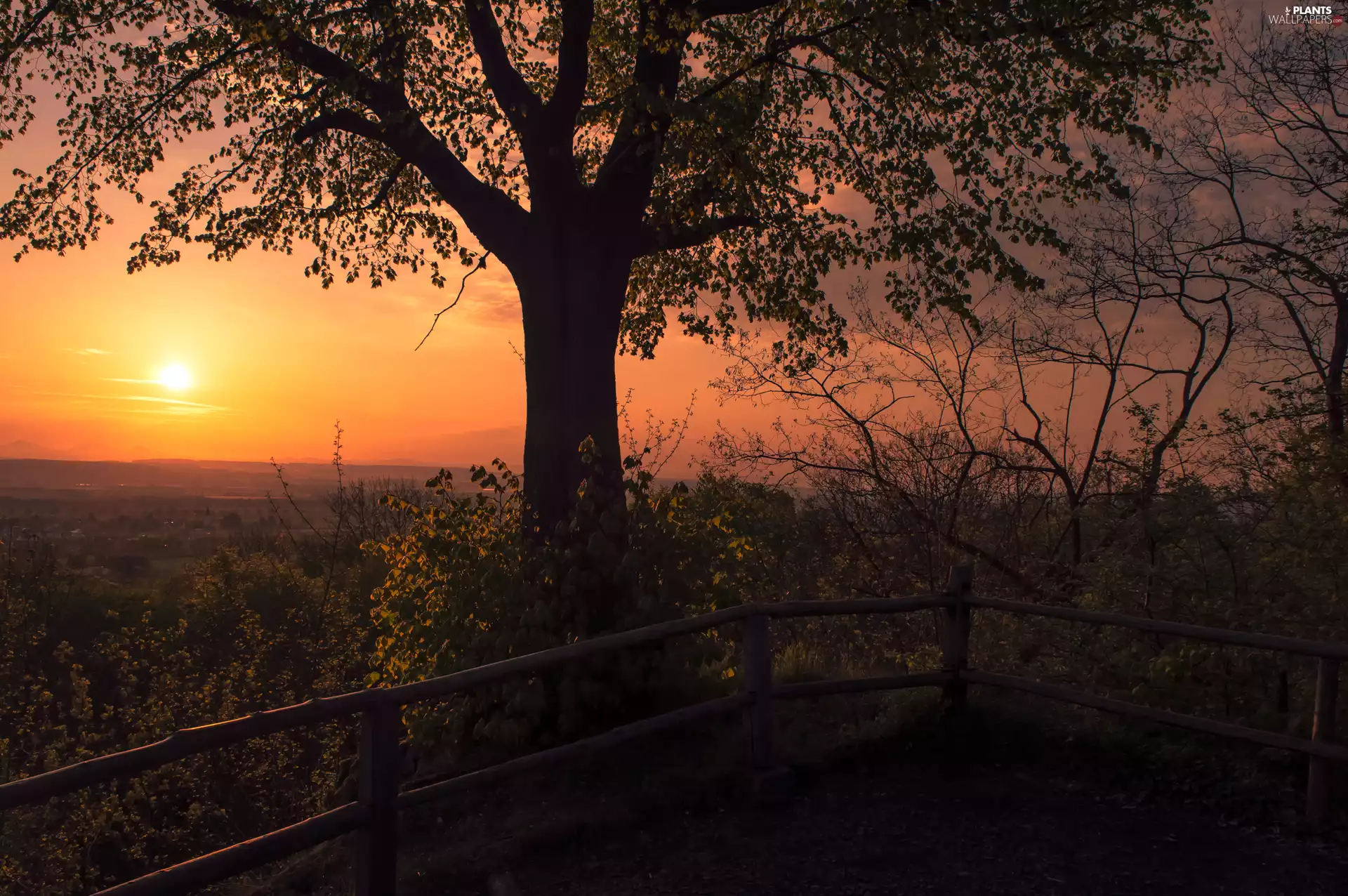 fence, Sunrise, Siebengebirge, trees, Germany