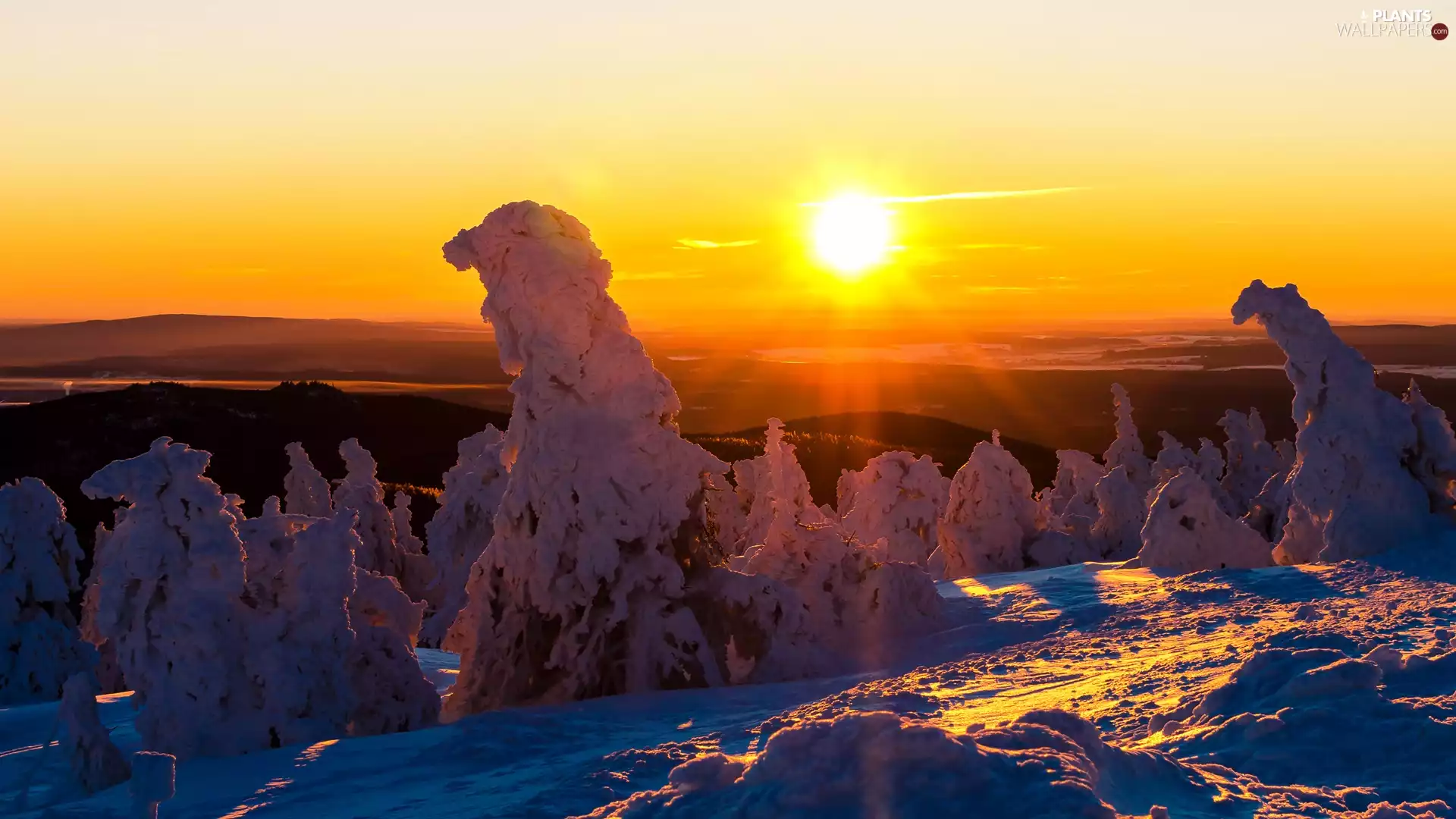 trees, winter, Snowy, Sunrise, viewes, snow