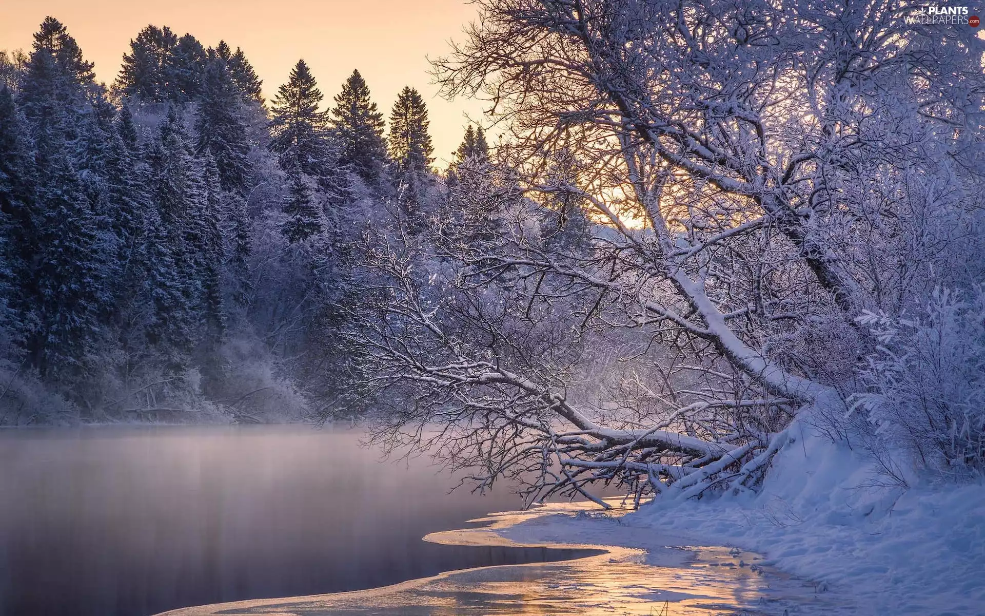 trees, viewes, snow, Fog, River, River, winter, Sunrise