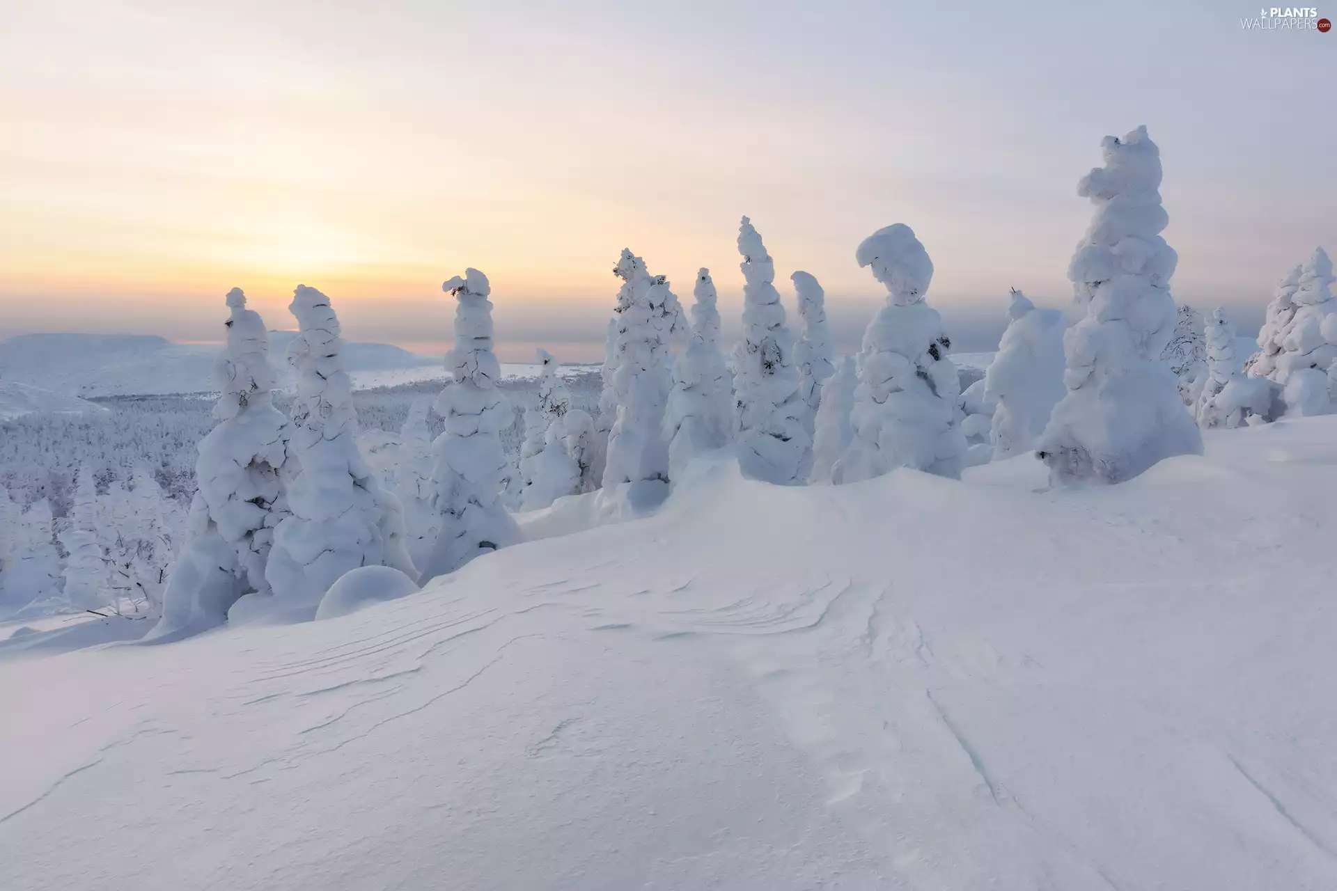 snowy, winter, viewes, Sunrise, trees, snow