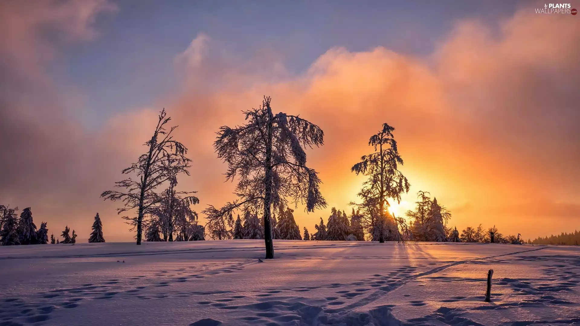 traces, winter, viewes, Sunrise, trees, snow