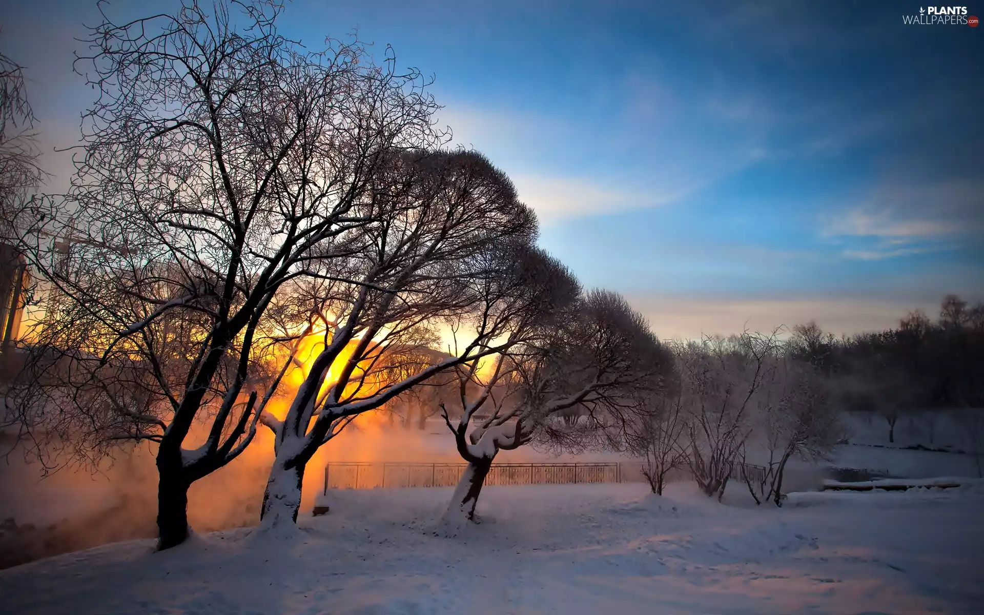 viewes, Sunrise, snow, trees, winter