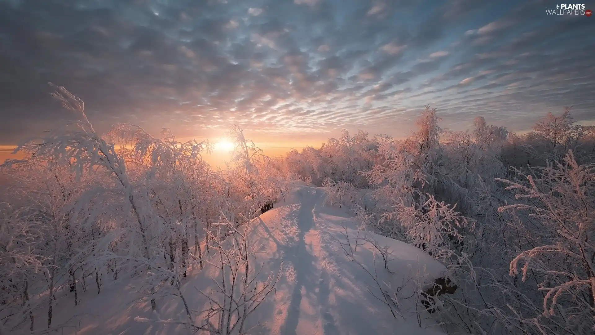 trees, winter, Bush, Sunrise, viewes, Snowy