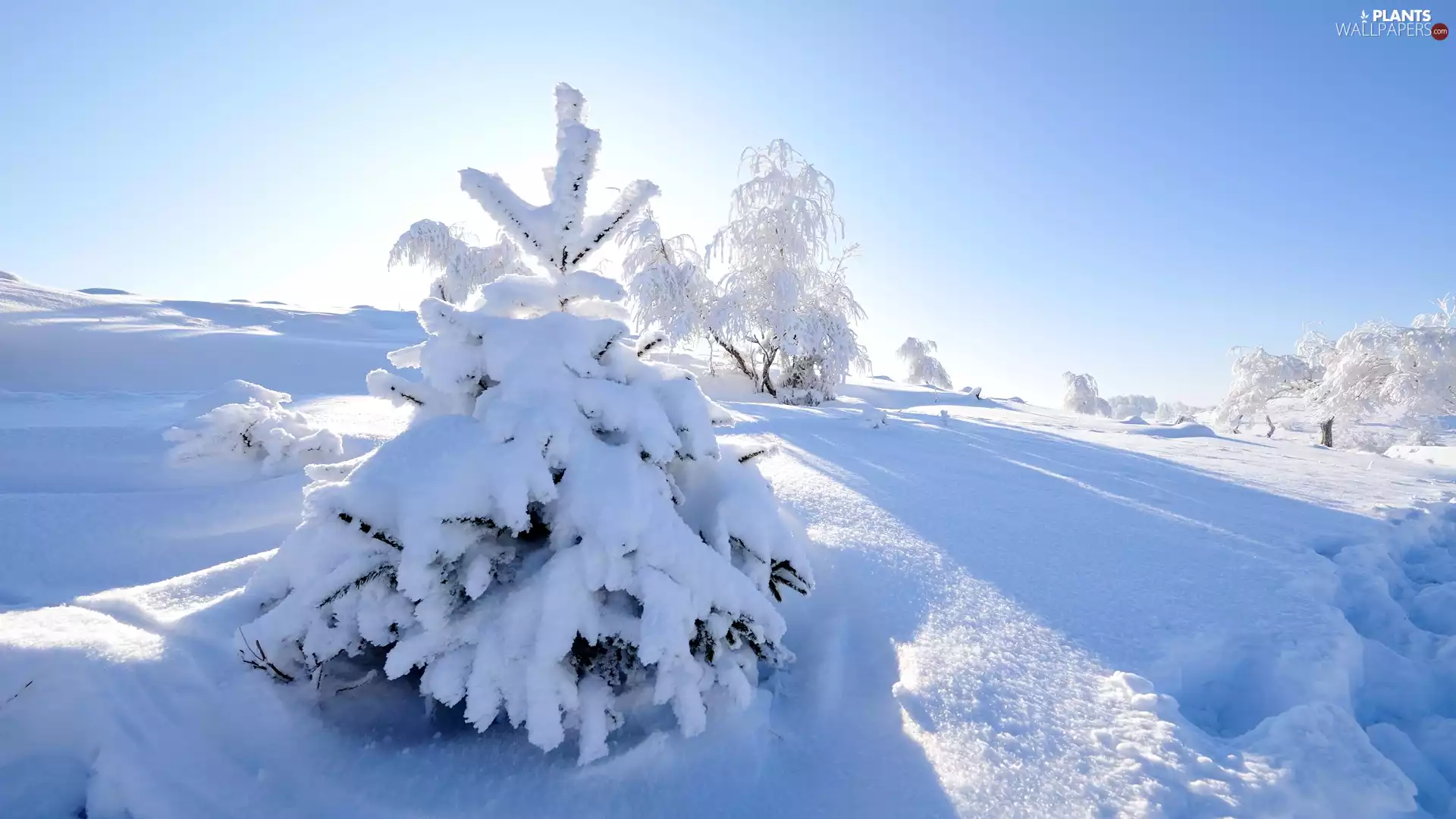 trees, winter, snow, Sunrise, viewes, Snowy