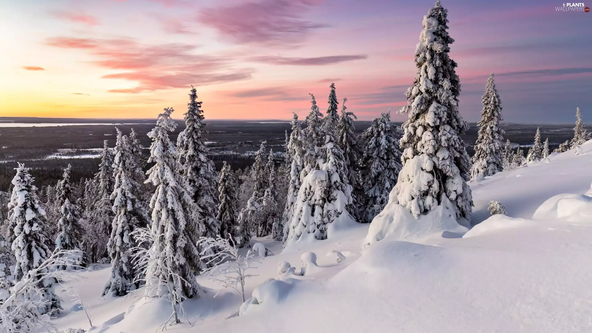 Spruces, winter, viewes, Sunrise, trees, Snowy