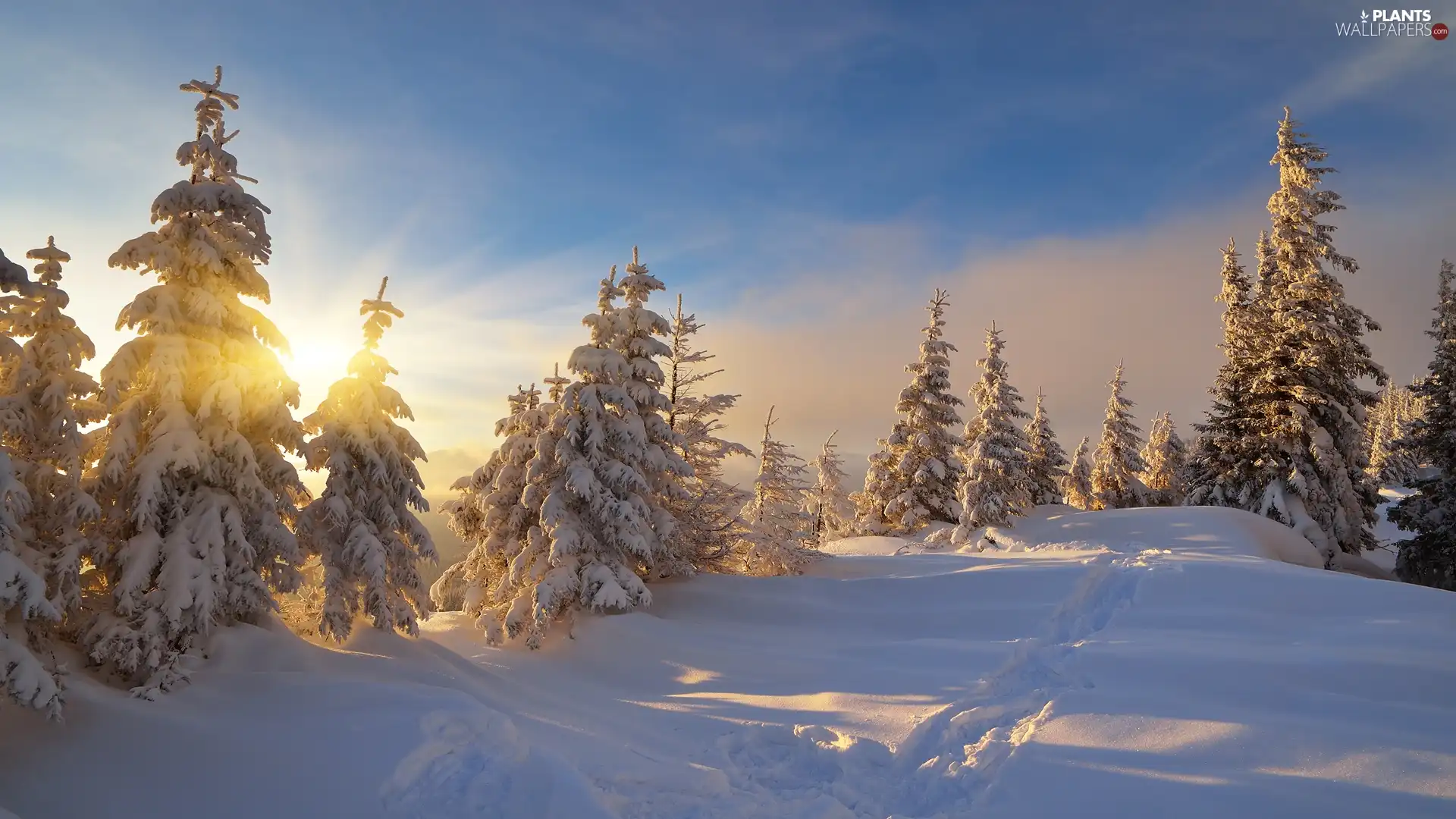 Snowy, winter, Sunrise, Spruces